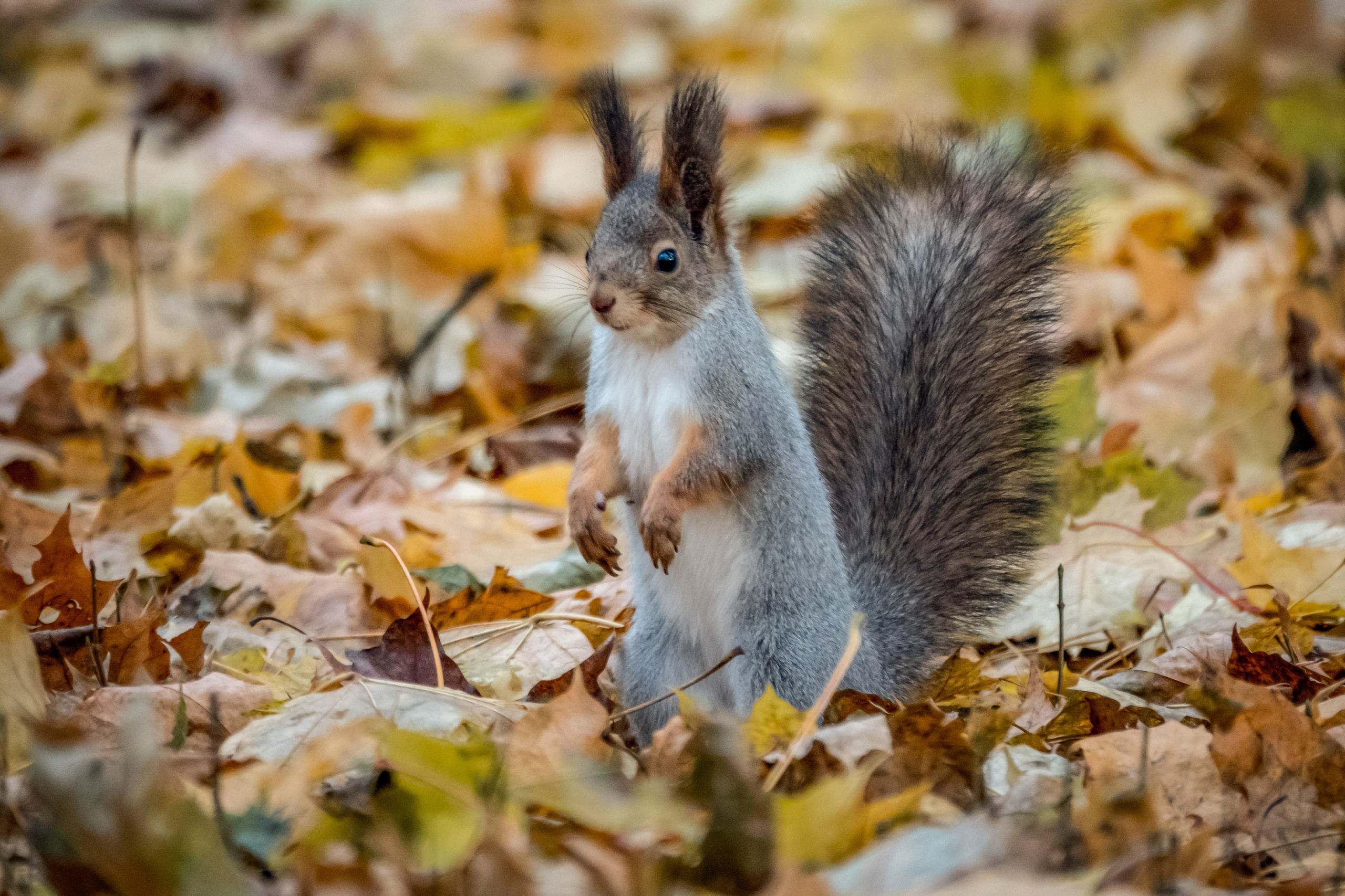 Фотоохота. Фотограф-анималист в Москве Юлия Лайхо