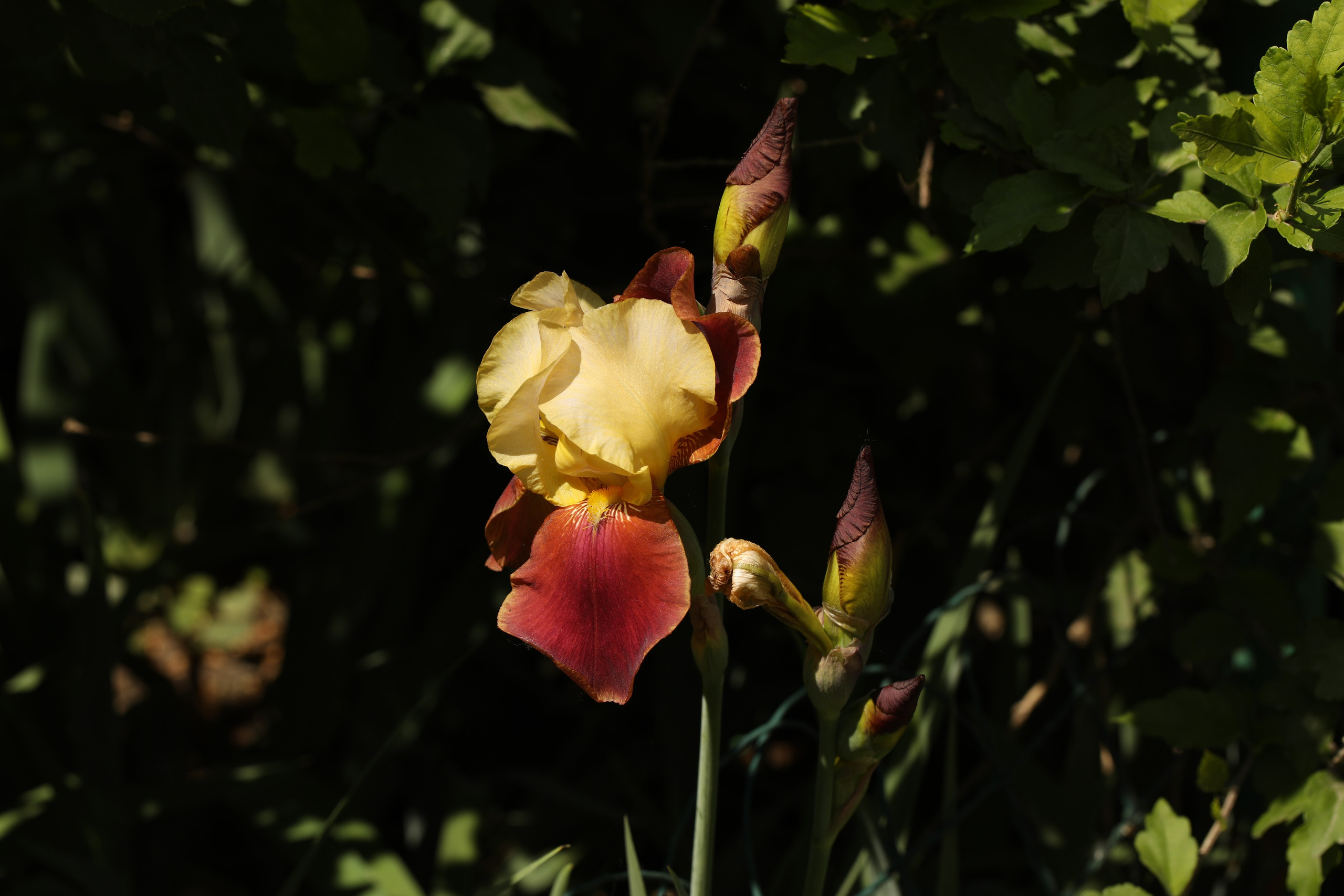 Цветы моего города. Фото-художник и Репортажный фотограф Николаев Александр Алексеевич