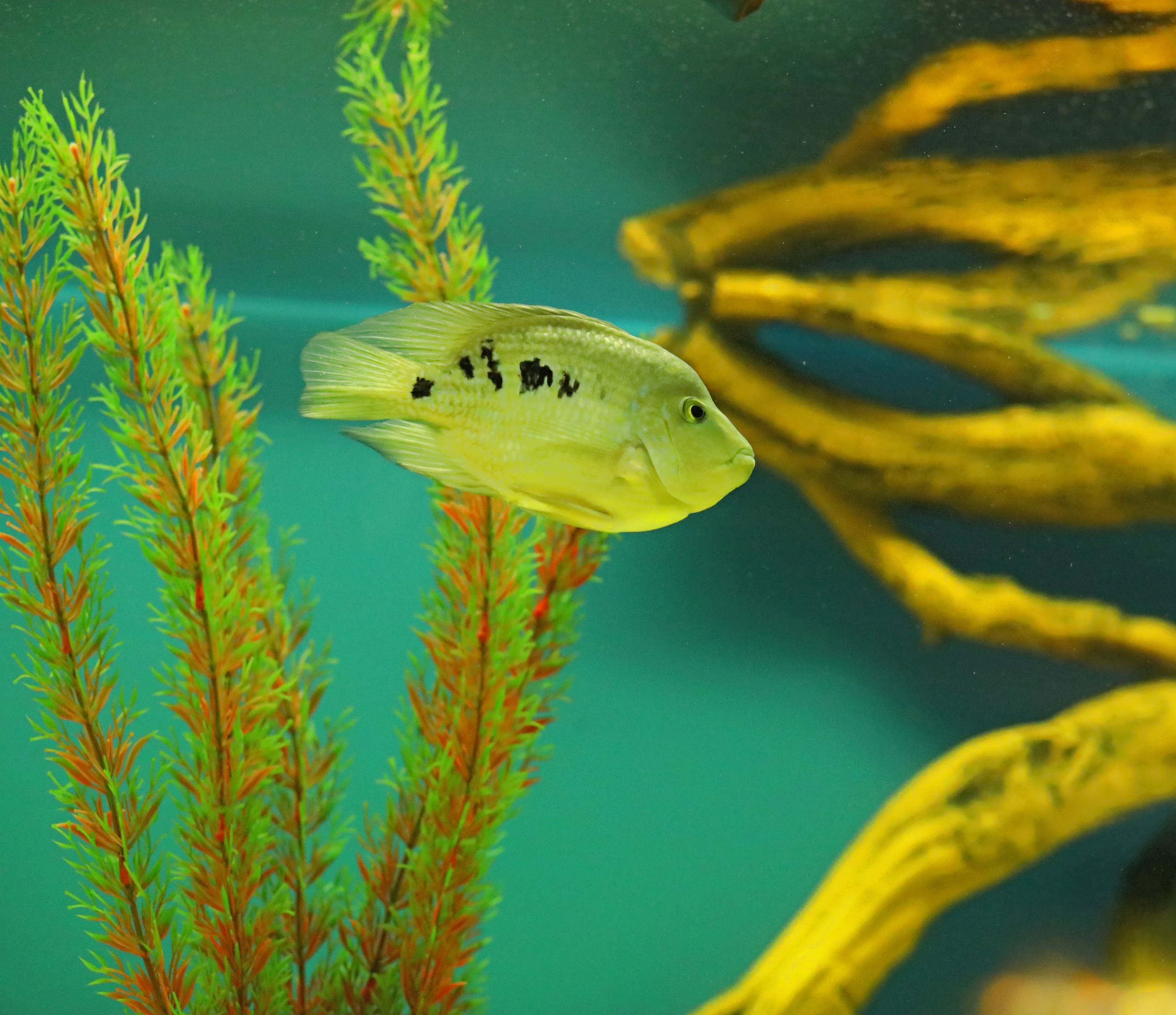 Ростовский зоопарк. Фото-художник и Репортажный фотограф Николаев Александр Алексеевич