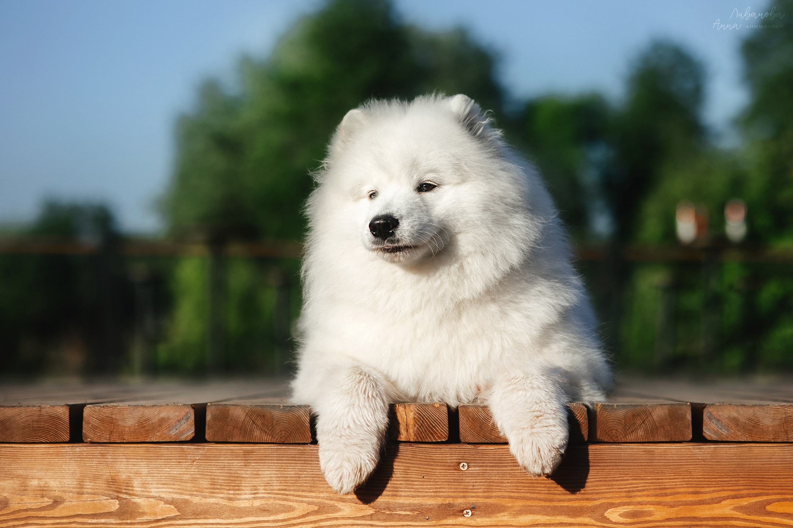 Наташа и Кимми. Фотограф анималист Аня Ливанова | Рыбинск
