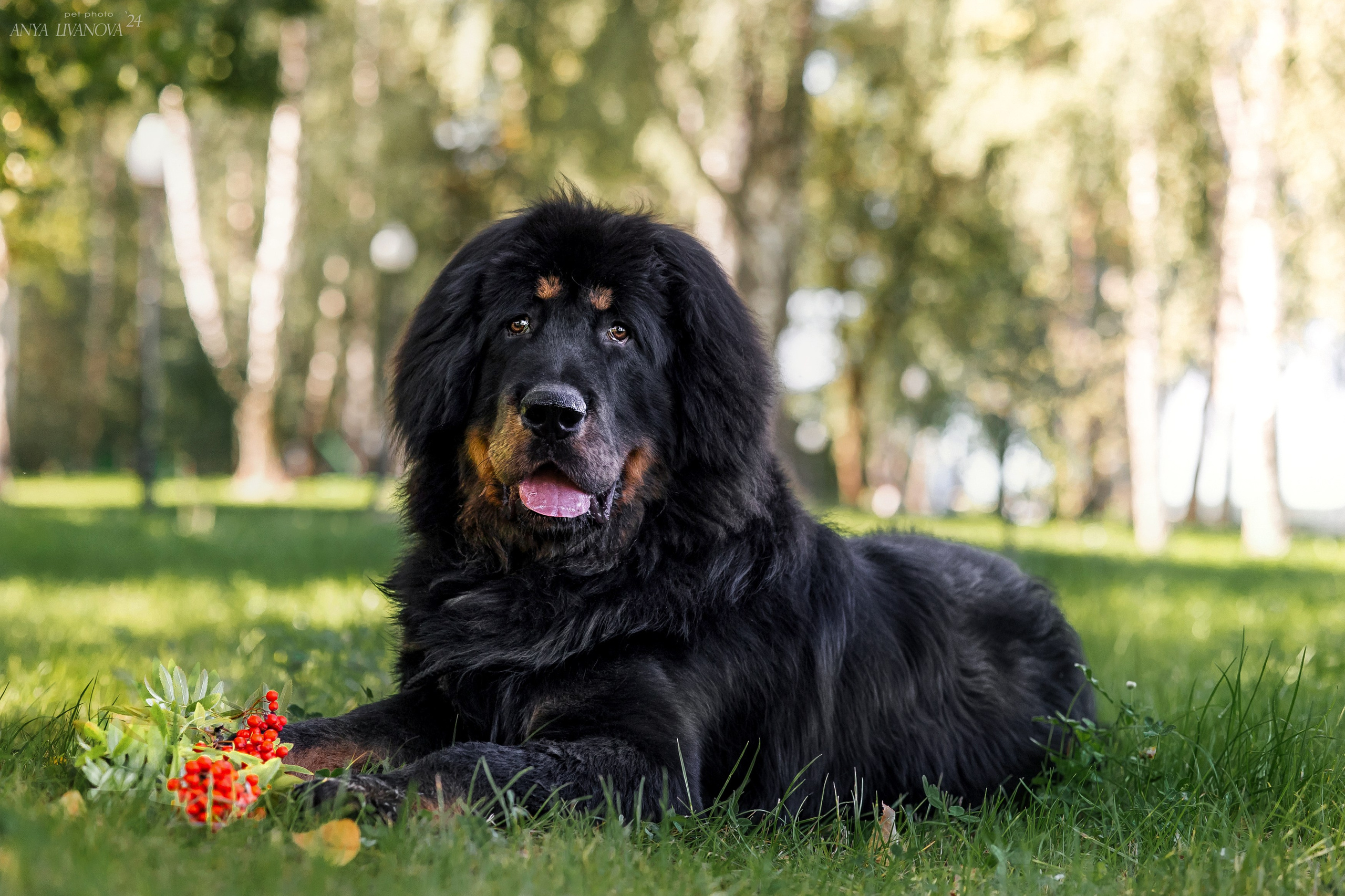 Адмирал. Фотограф анималист Аня Ливанова | Рыбинск