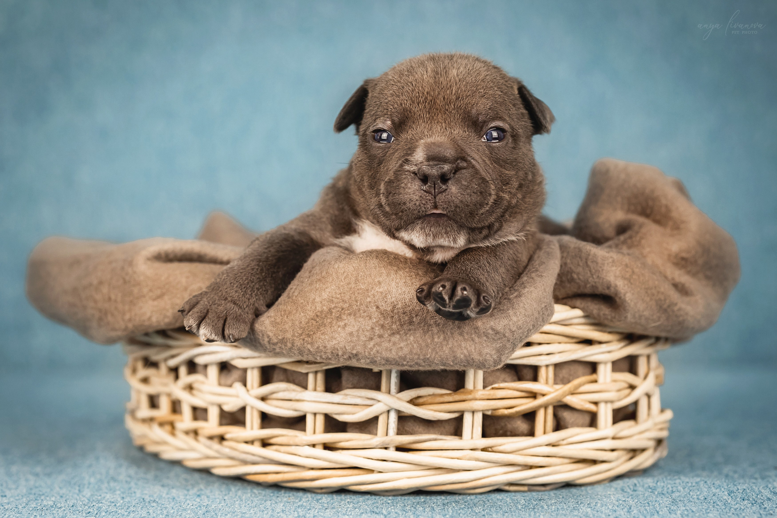Амбулли. Фотограф анималист Аня Ливанова | Рыбинск