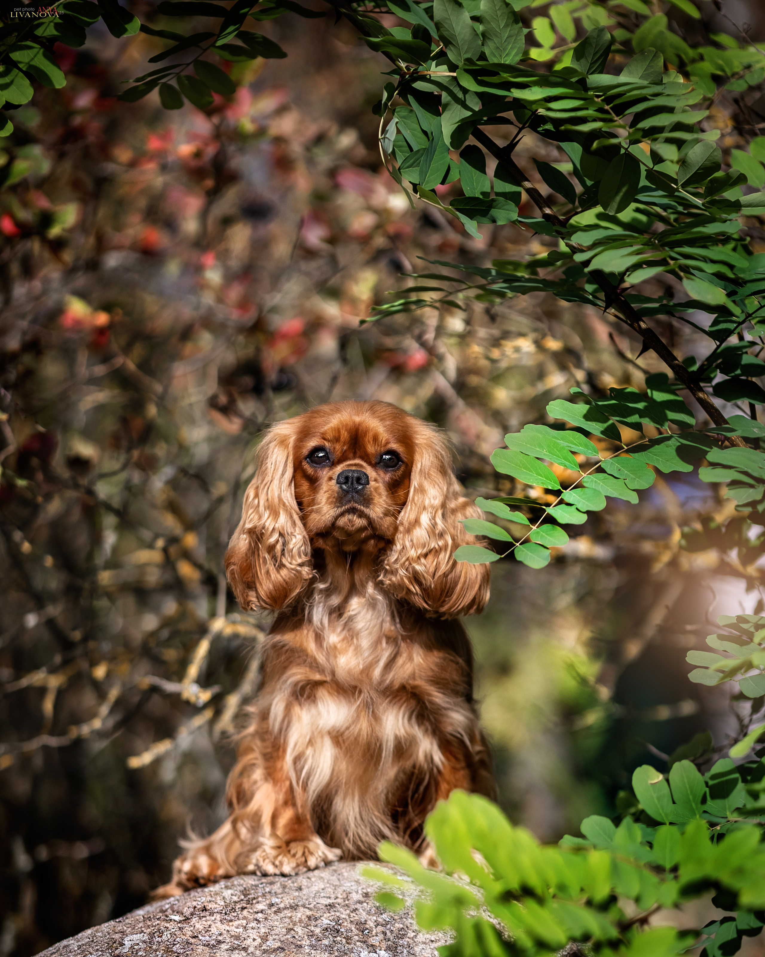 Кавалерчики. Фотограф анималист Аня Ливанова | Рыбинск