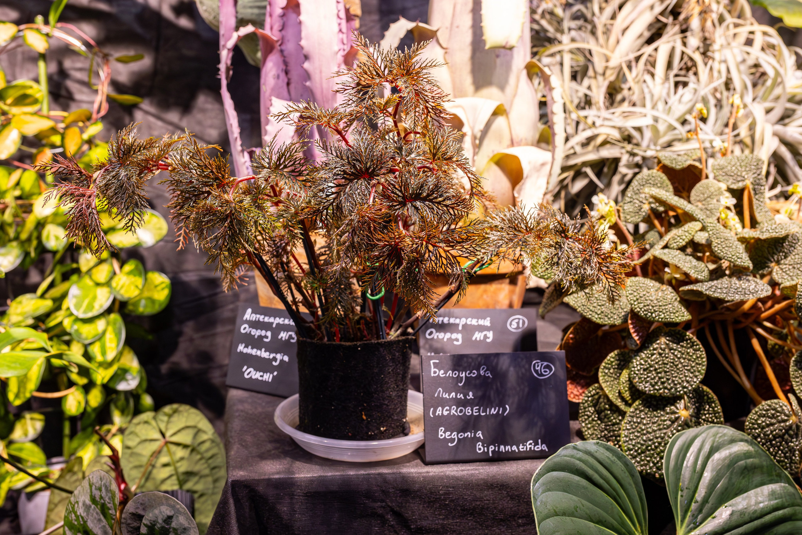 Монстериум 11–12 октября. Александра Куликова фотограф, Москва