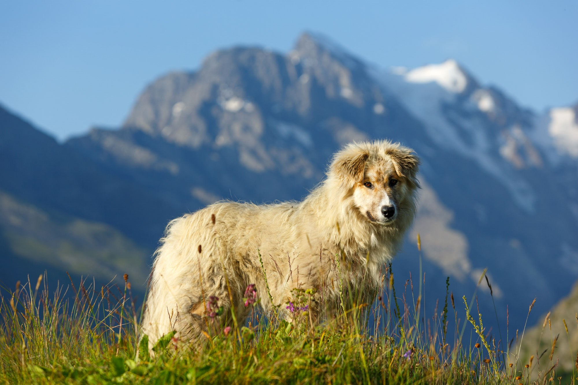 Свадебный фотограф в Геленджике