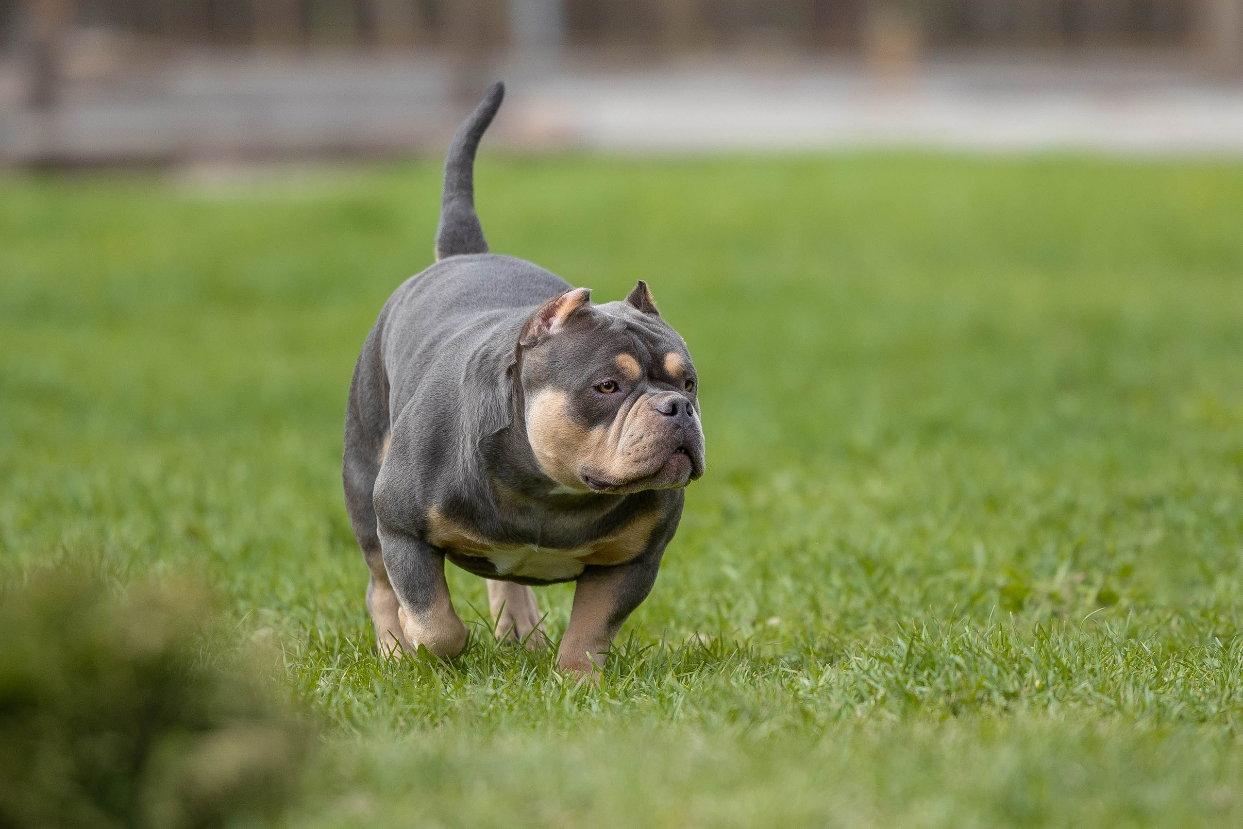 Щенки булли. Фотограф Анималист в Перми Анастасия Остерман