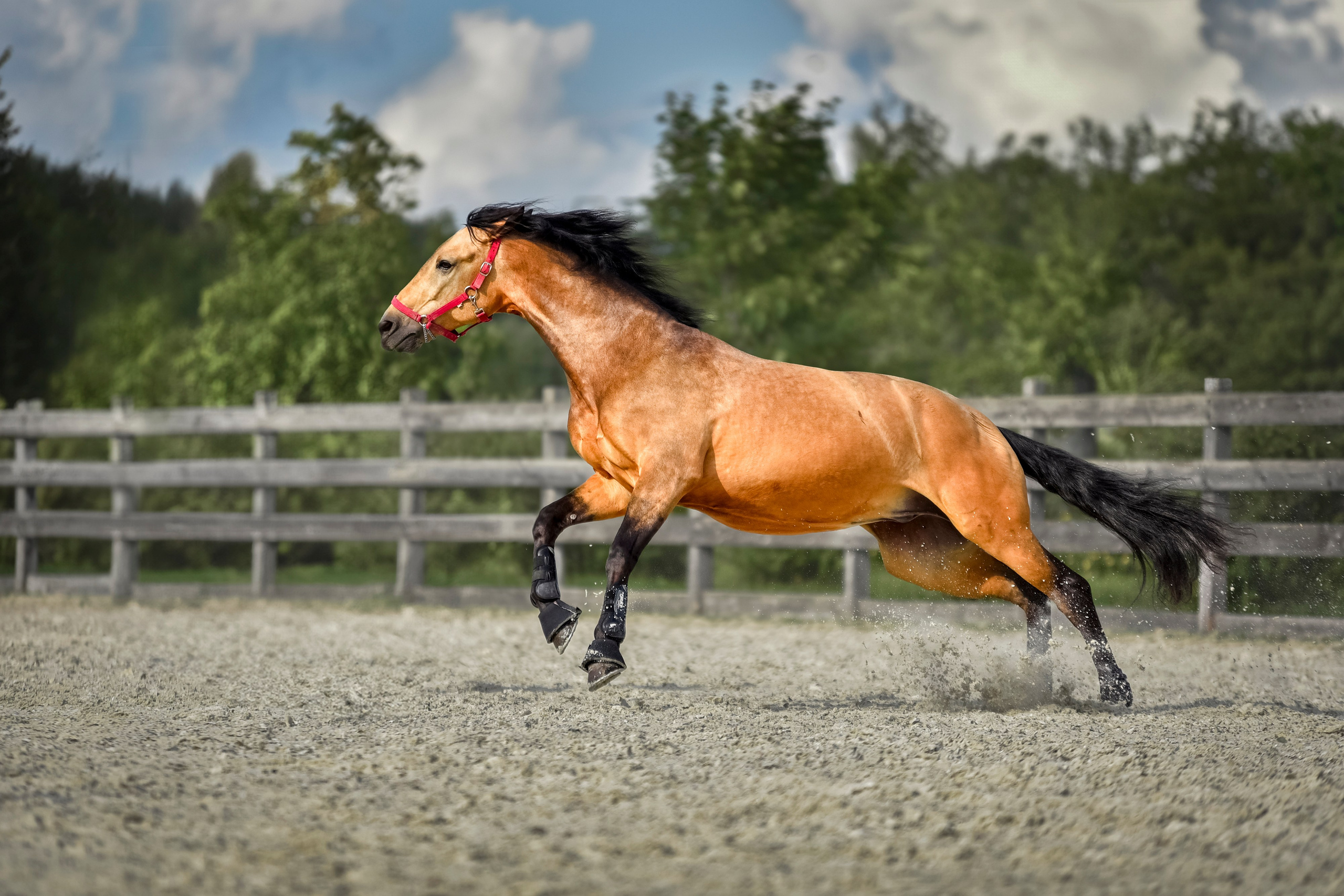 Лошади на свободе, съемка лошадей, экстерьерная съемка, фотосессия