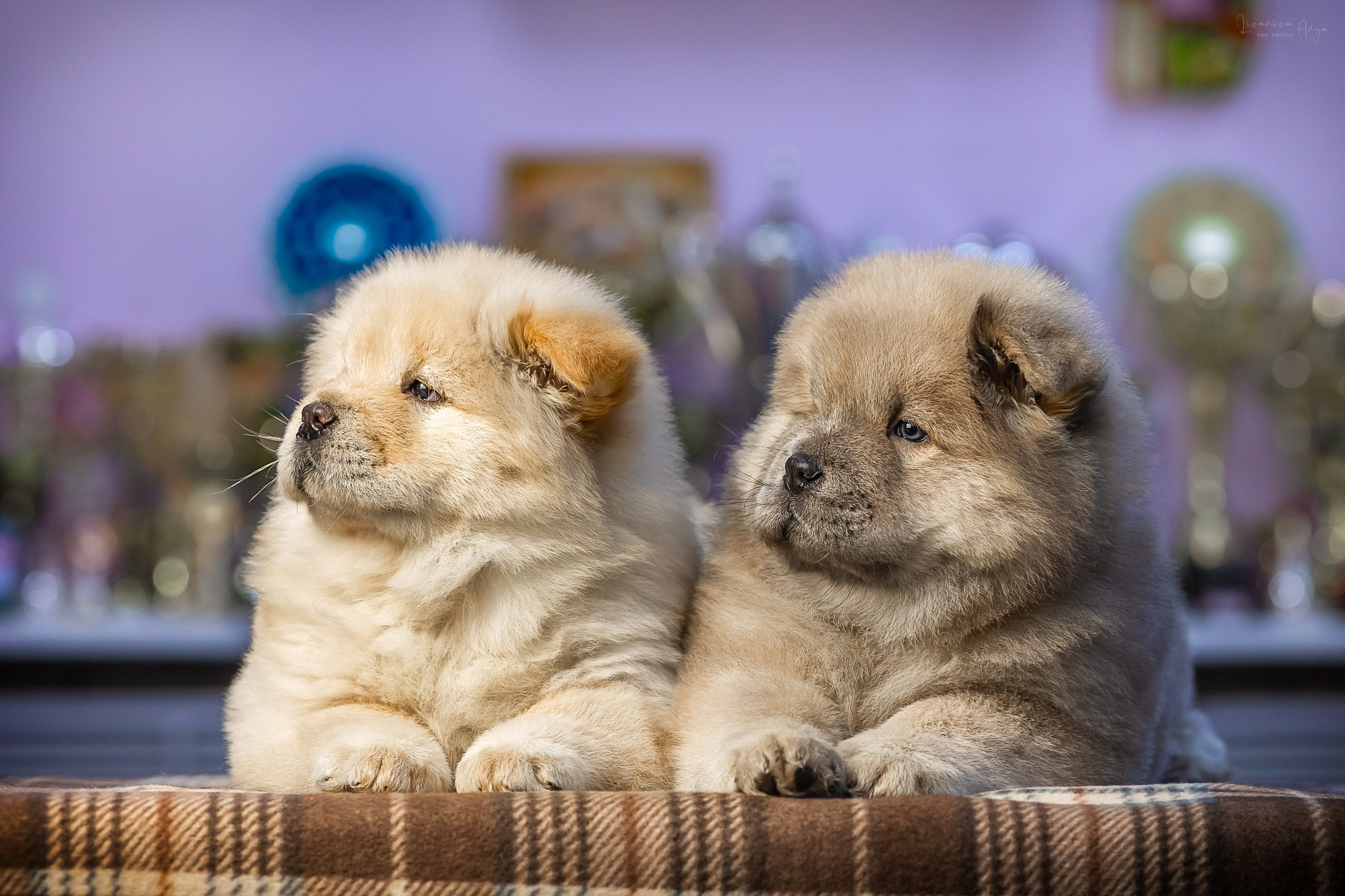Чаушки. Фотограф анималист Аня Ливанова | Рыбинск