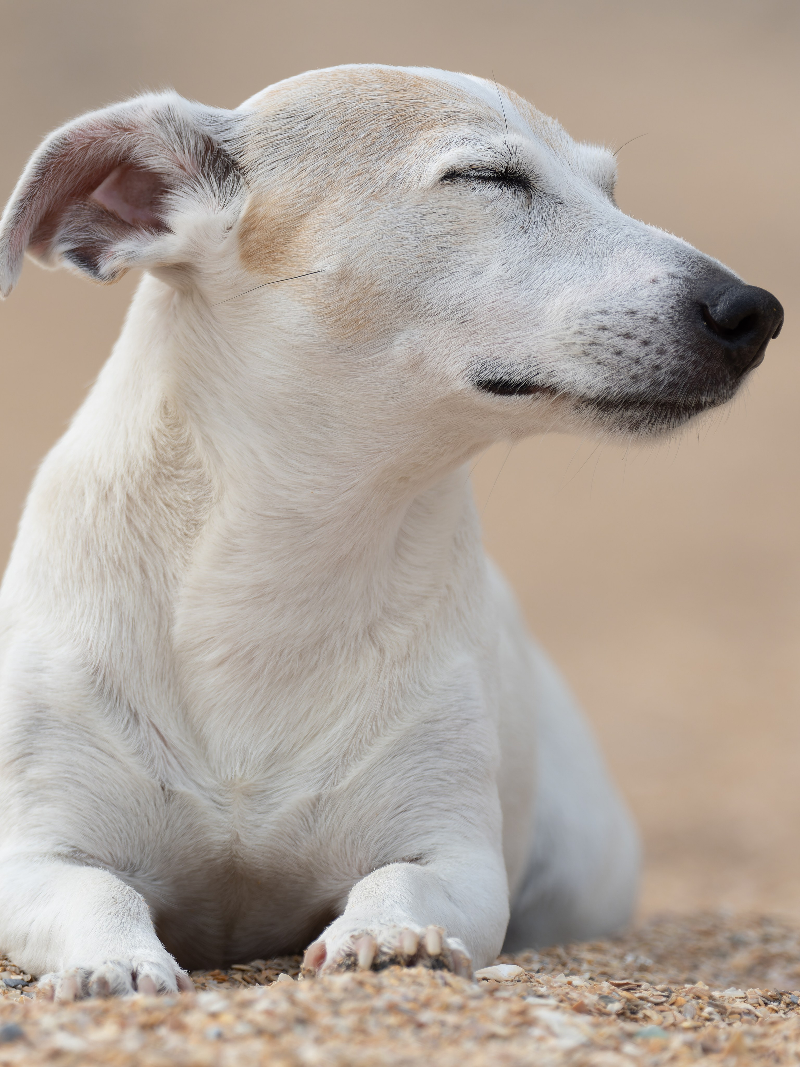 Птицы и животные. Oles Paritskiy