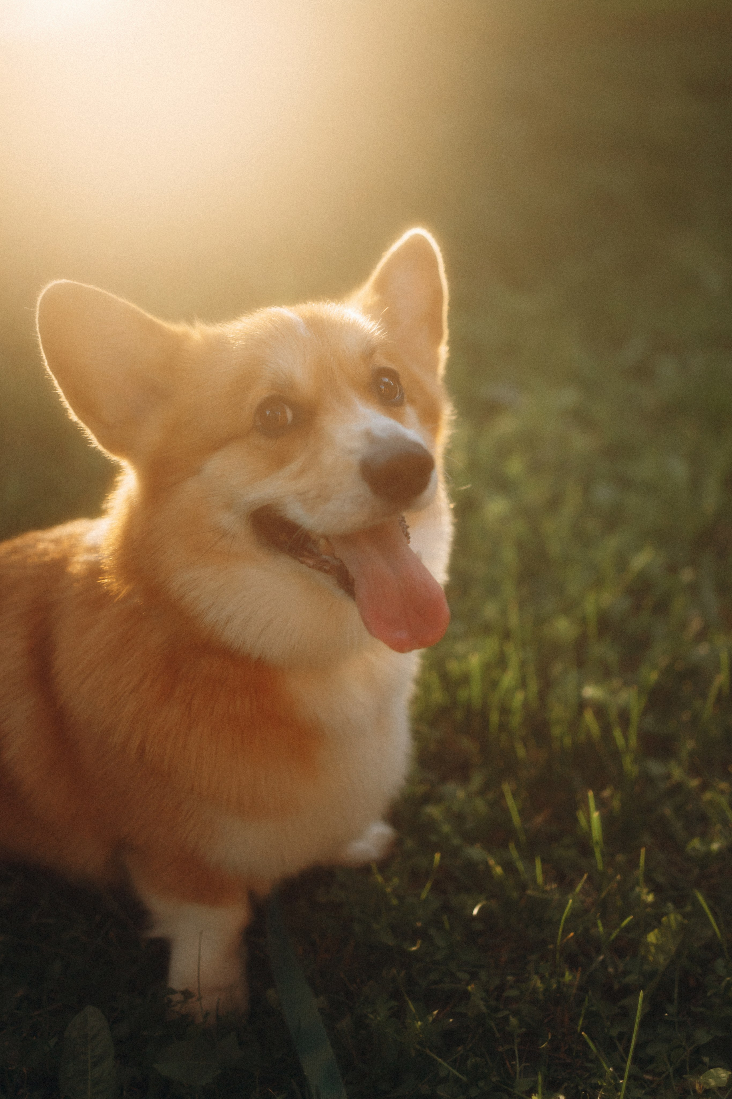 Момо, Люда и Эд. Фотограф анималист Анастасия Пикей