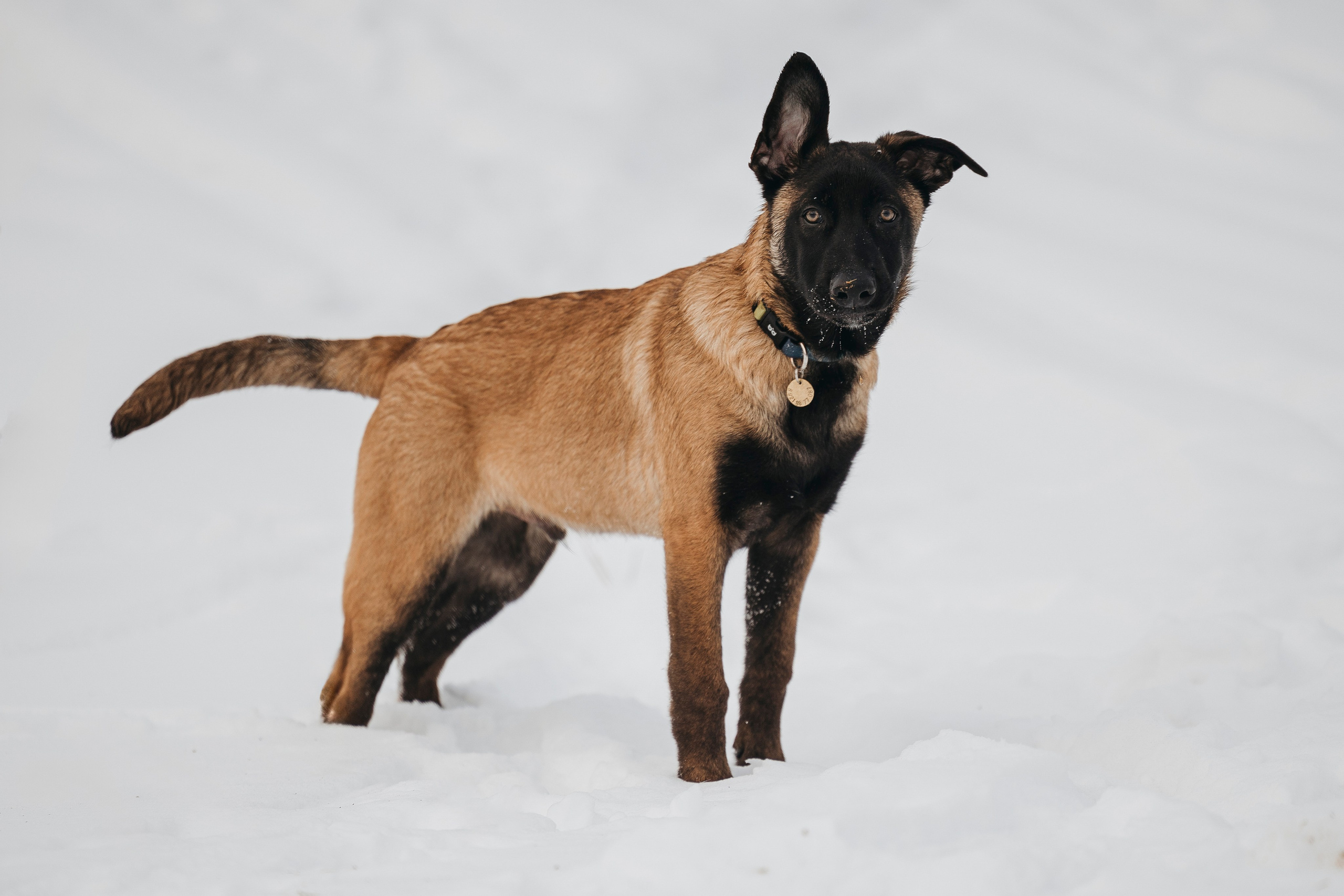 Даша, Омен, Айс и Рицу. Фотограф-анималист Анна Маринич