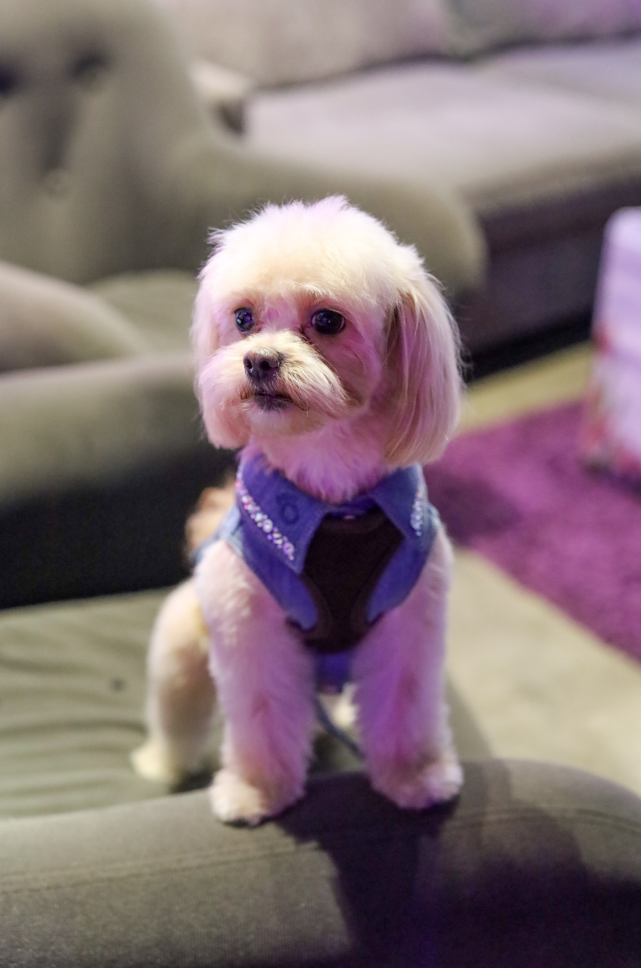 ДЕНЬ РОЖДЕНИЯ СОФИИ В UPLINE SPACE. Фотограф мероприятий Ирина Каширина