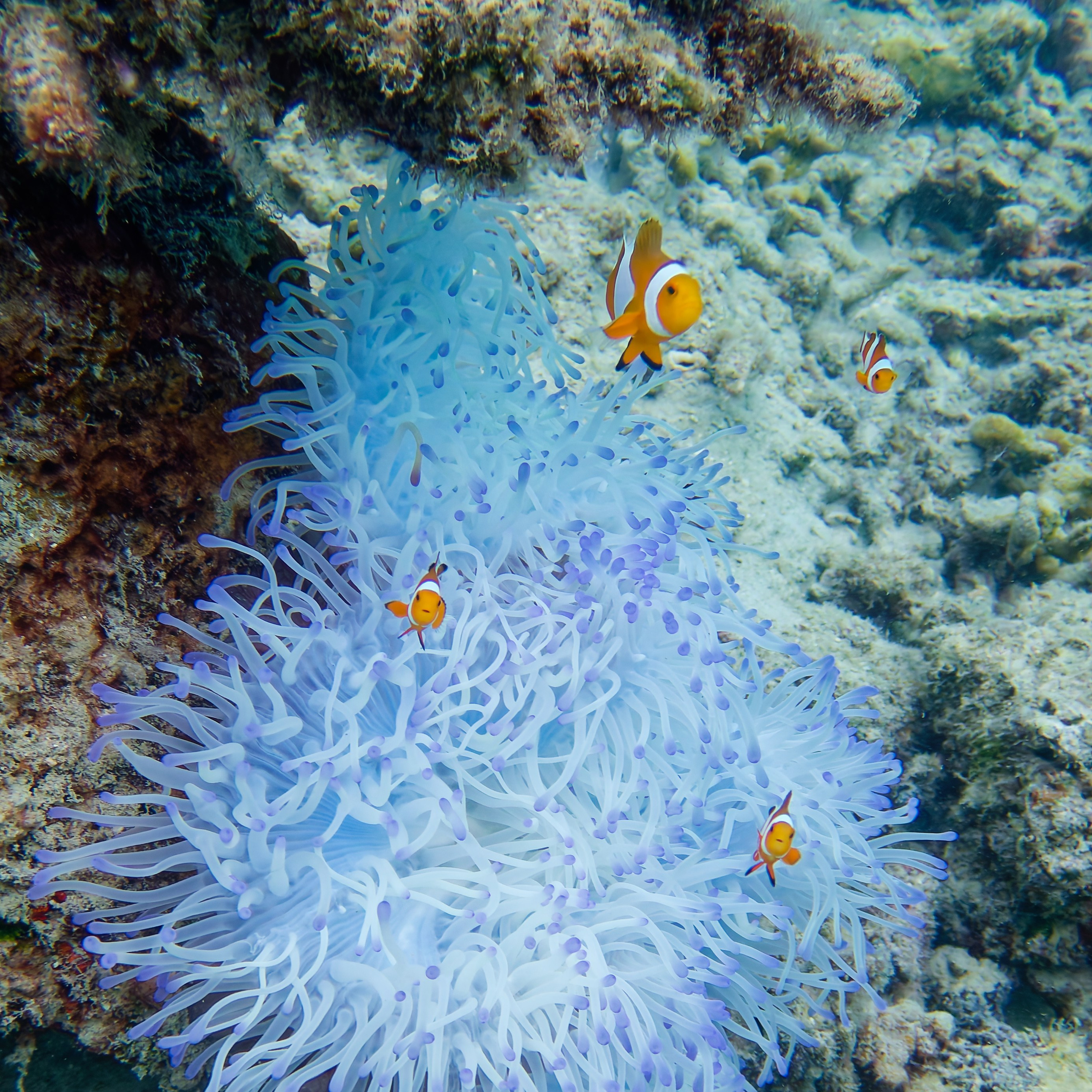 Рыбов показываю