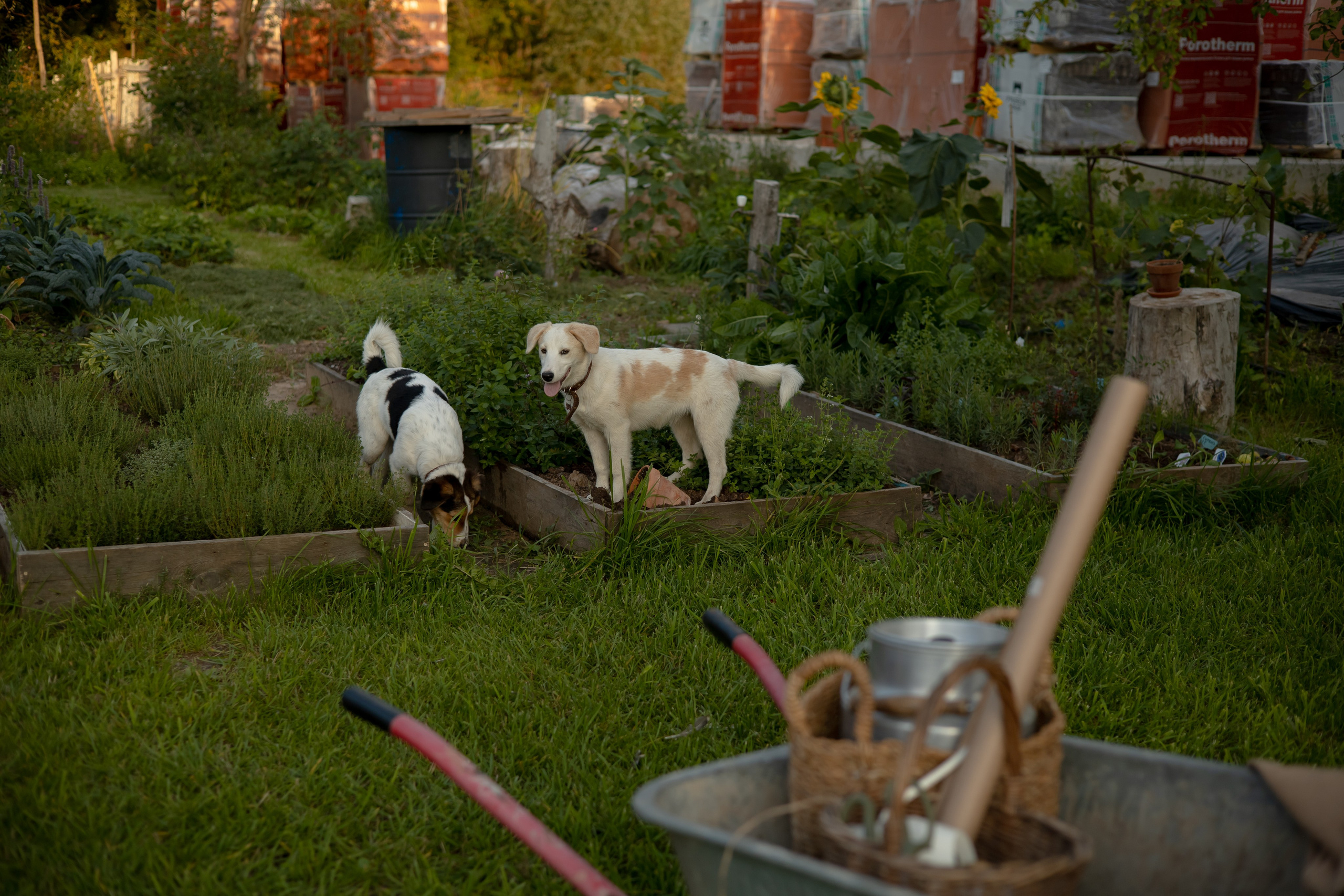 ДИНИЯ. Фотограф Элла Ефимова