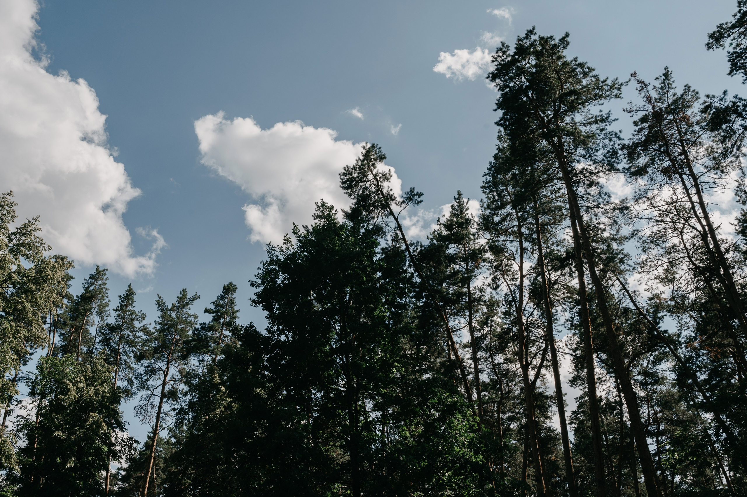 Даниил и София. Свадебный фотограф Марина Жемчужникова в Москве и в Белгороде