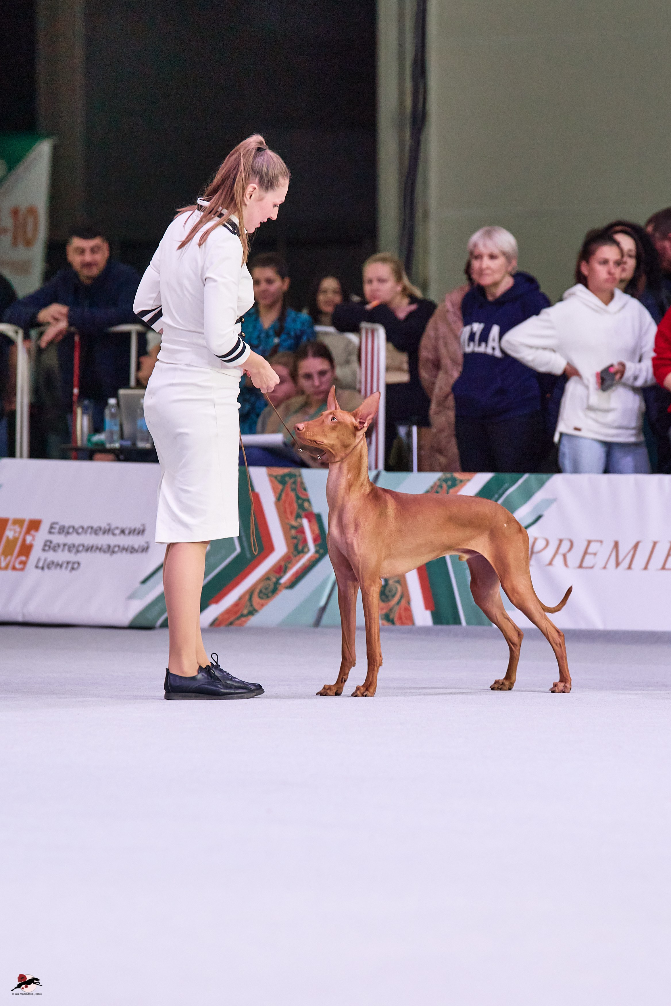 17.11.2024 «ЕВРАЗИЯ. КУБОК СНГ 2024»
