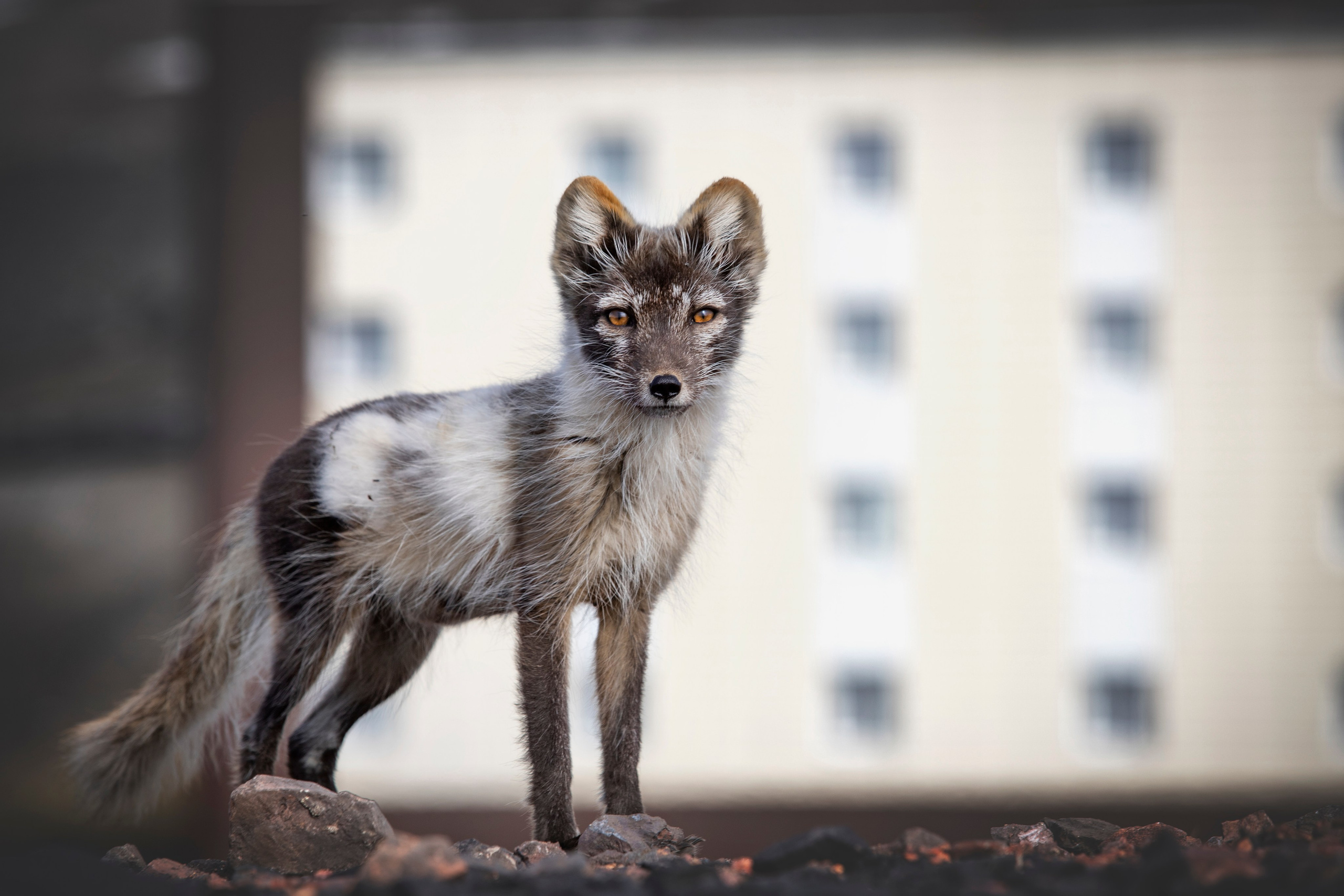 Фотограф Москва, Сергиев Посад