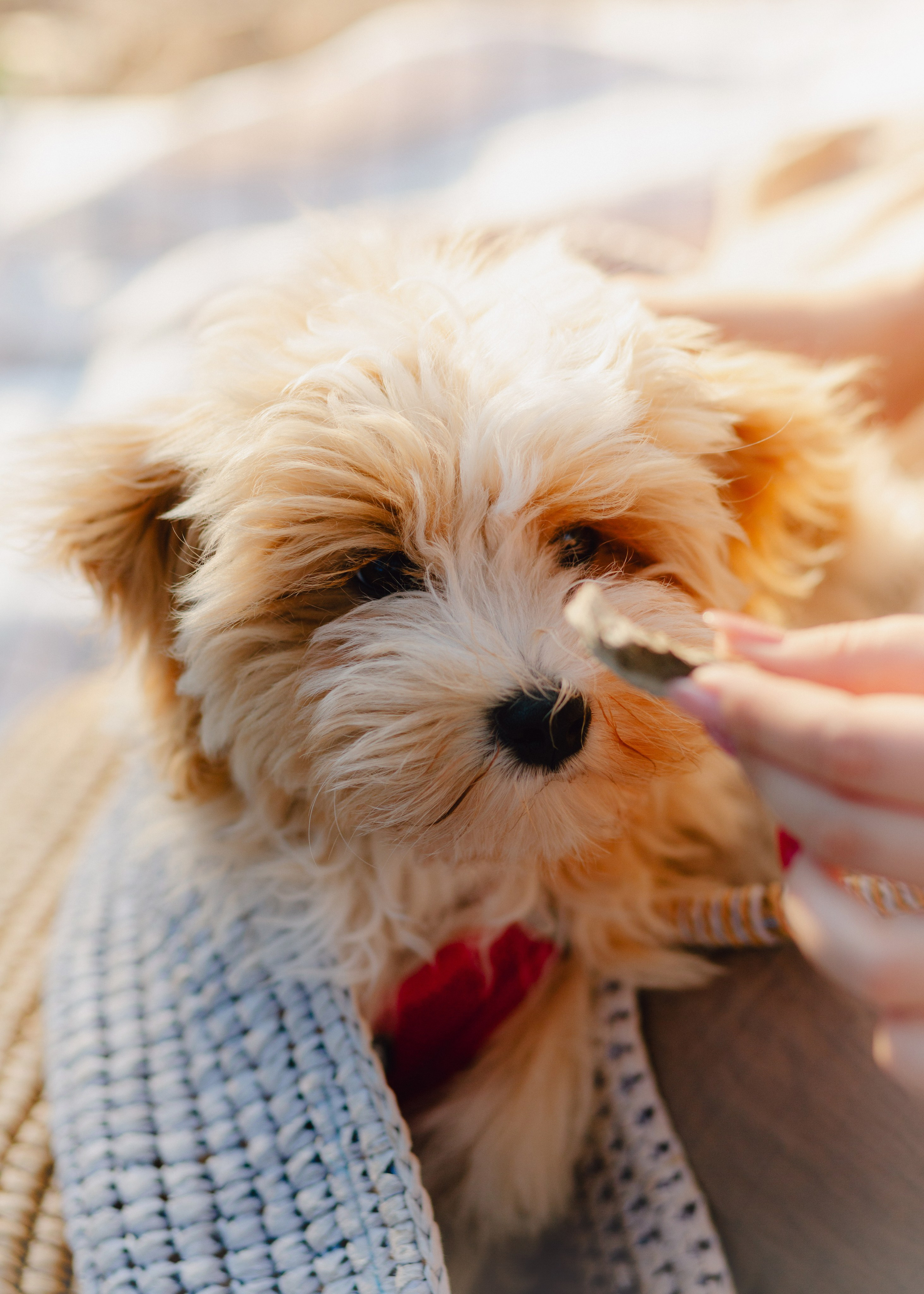 J&J Family. Barbara Isaeva