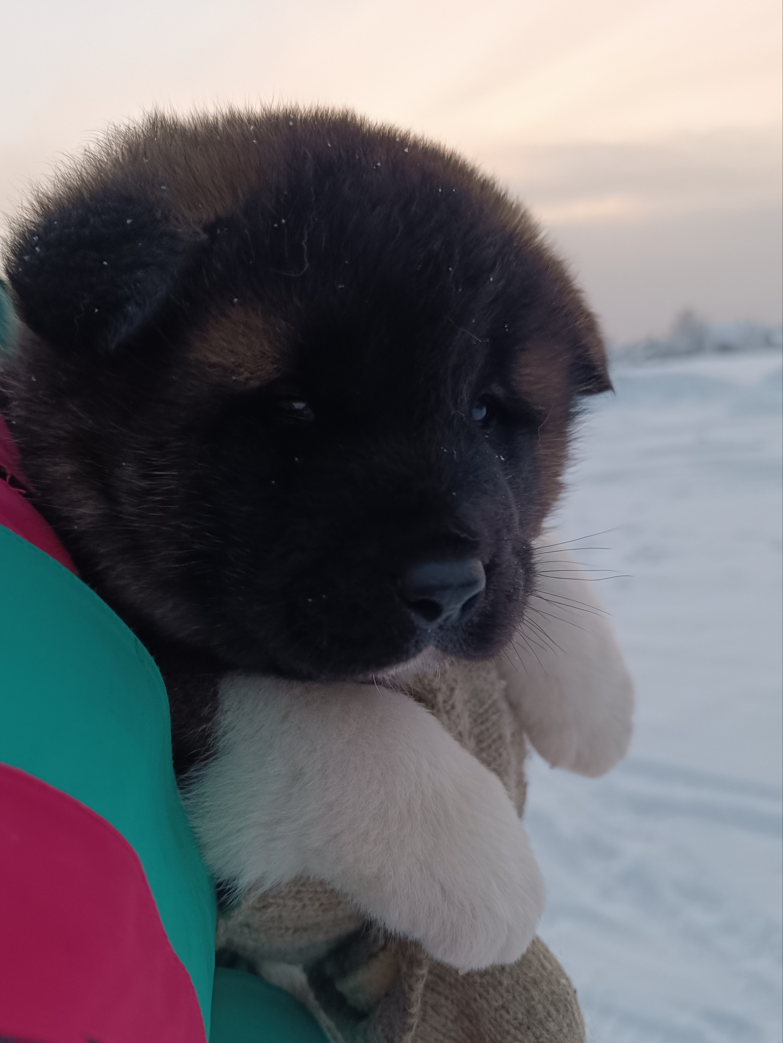 Rubylight Ctsar'. Американская акита I Сиба ину I Питомник RUBYLIGHT