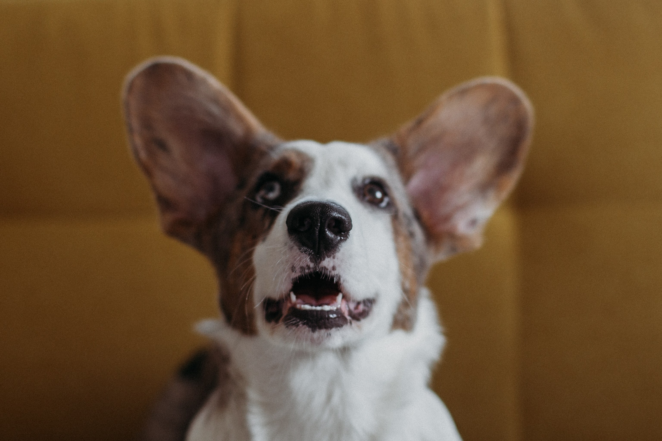 Ксюша, Жан и Марципан. Семейный фотограф в Самаре