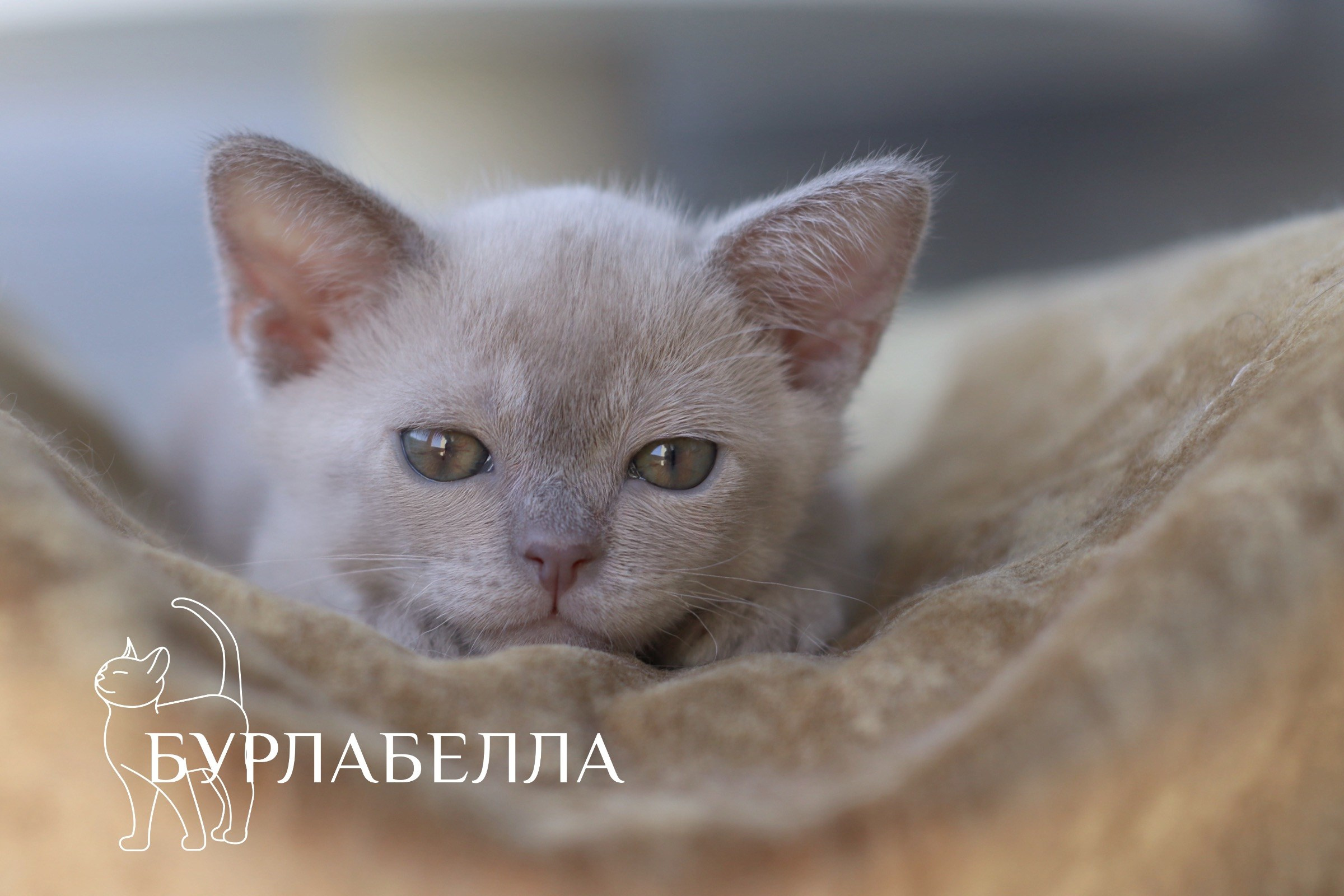 шоколадная бурма, бурманские котята, питомник бурманских кошек, купить бурманского котенка, лиловая бурма