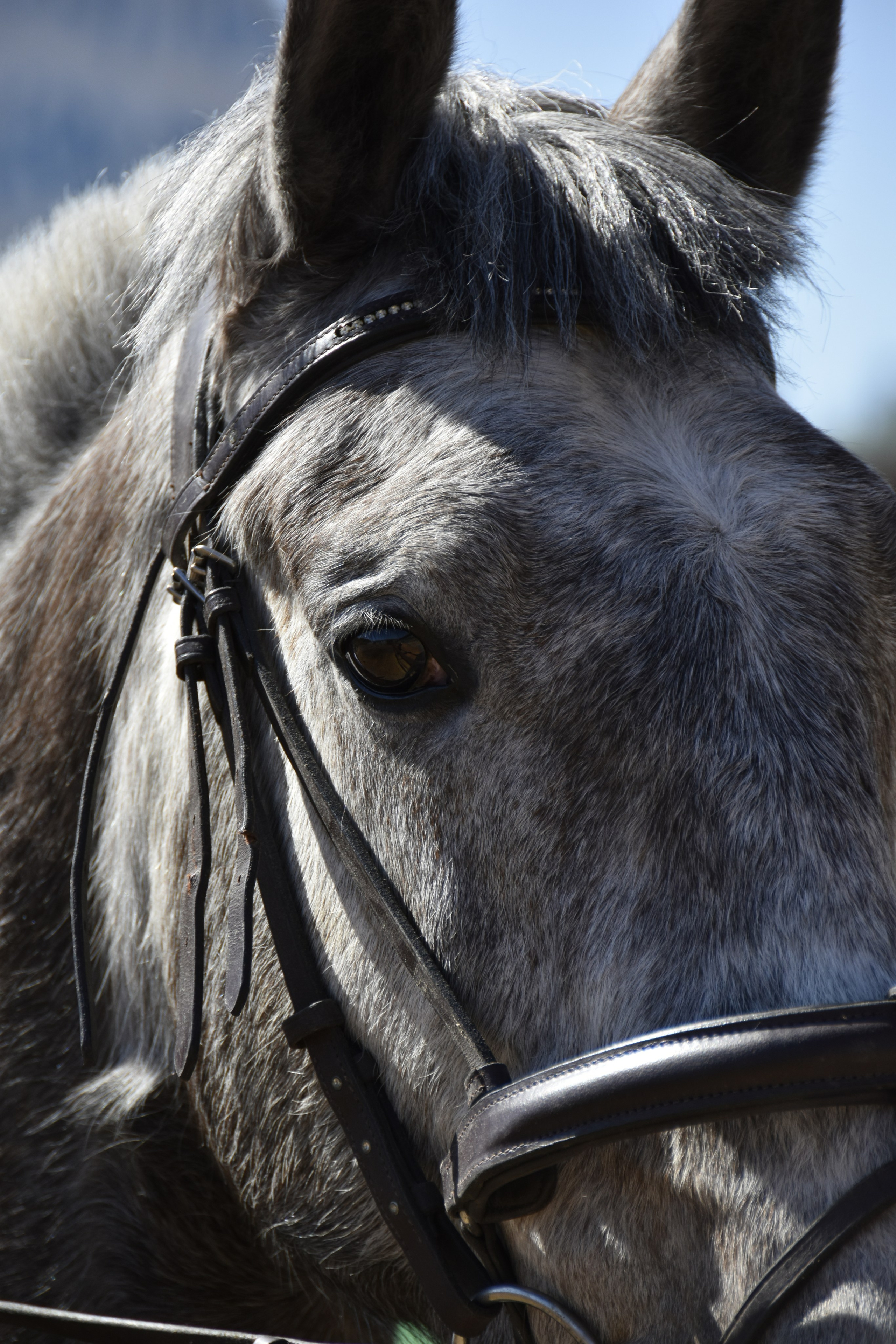 Соревнования по конкуру. КСК «Галактика». Конный фотограф Москва