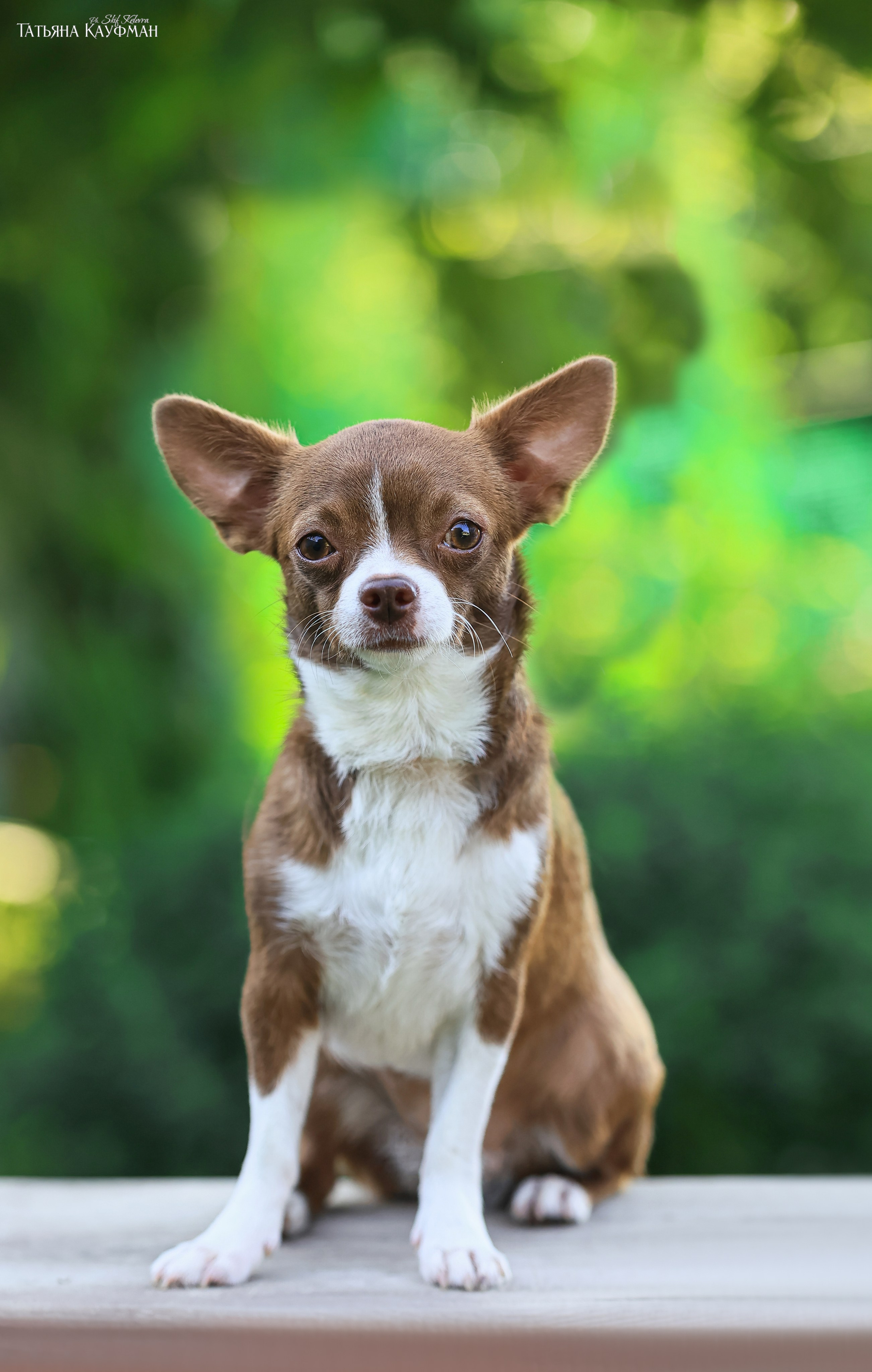 Чухуа хуа, собака в цветах, красивая собака, фотограф анималист, фотокурс Анималистика, научиться фотографировать собак, фотограф Новосибирск