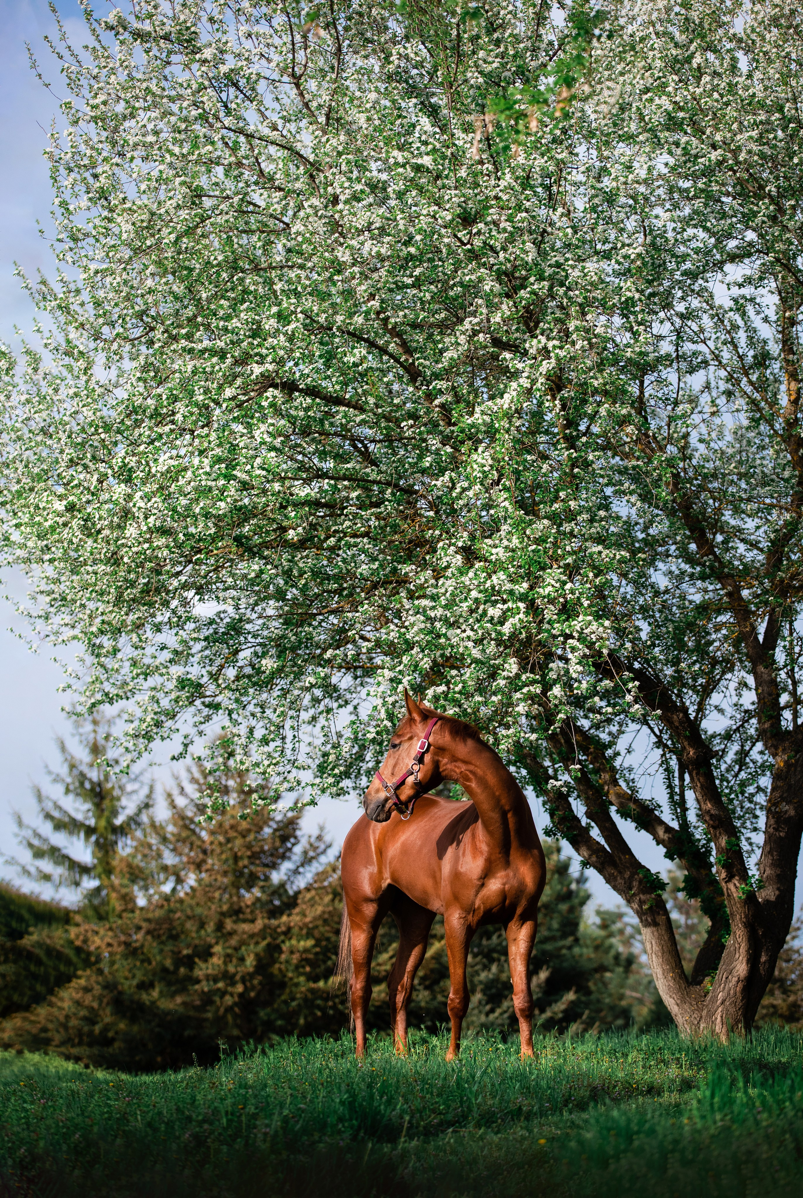Разное. Фотограф-анималист Ксендзова Кристина