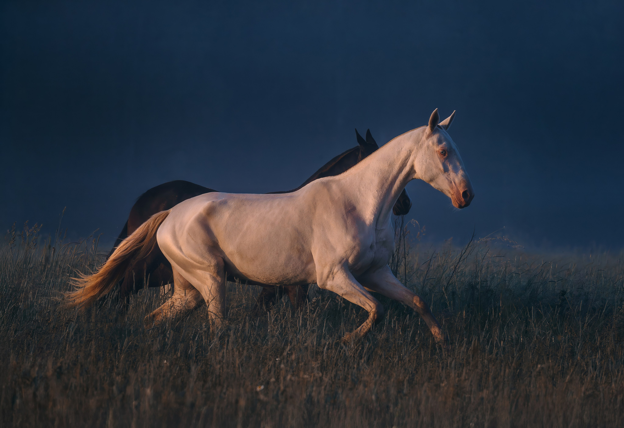 Рассвет. Фотограф-анималист Ксендзова Кристина