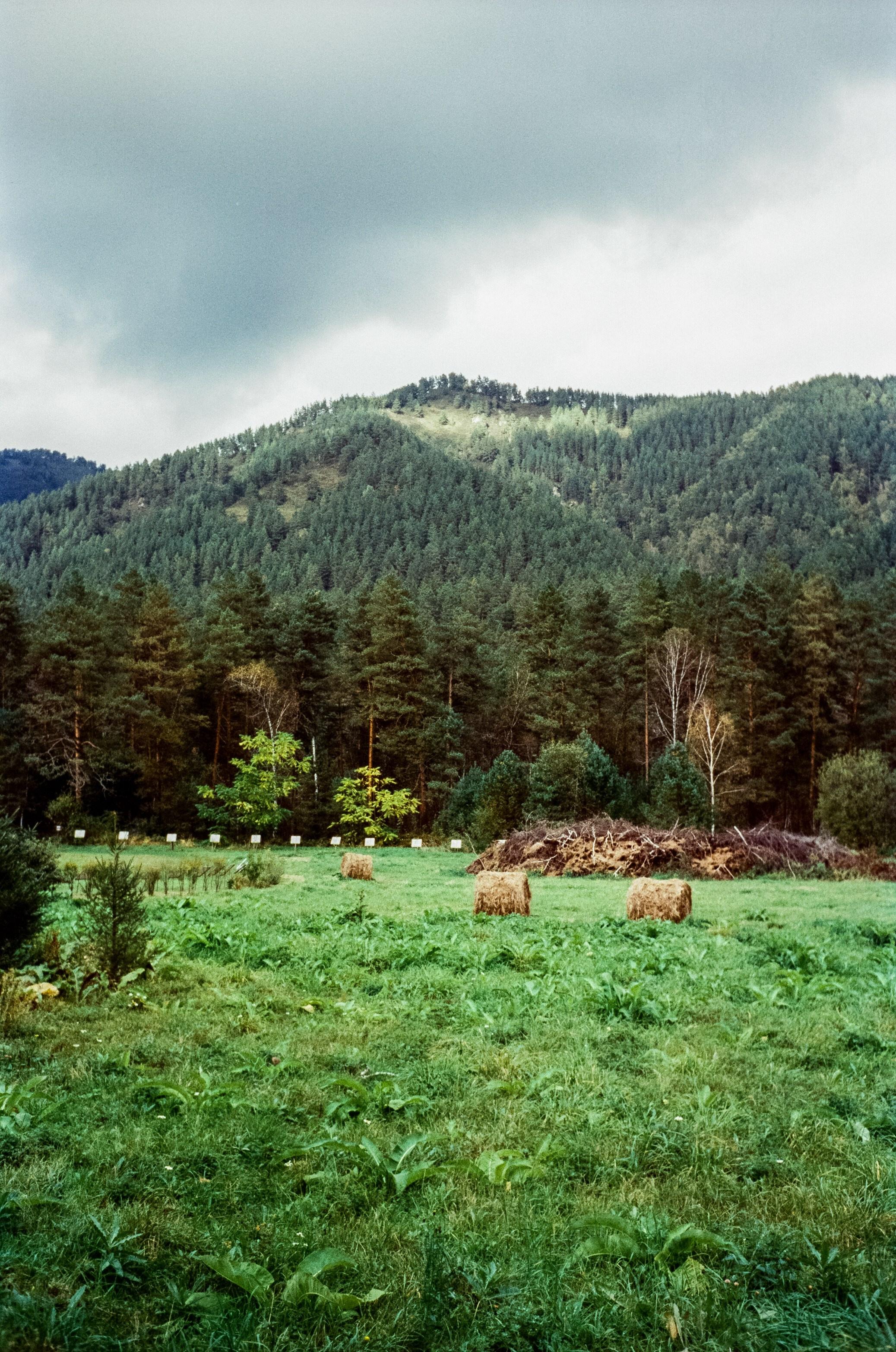 Горно-Алтайский ботанический сад / 13 сентября 2024 года / Minox 35 GT / SFL 250D