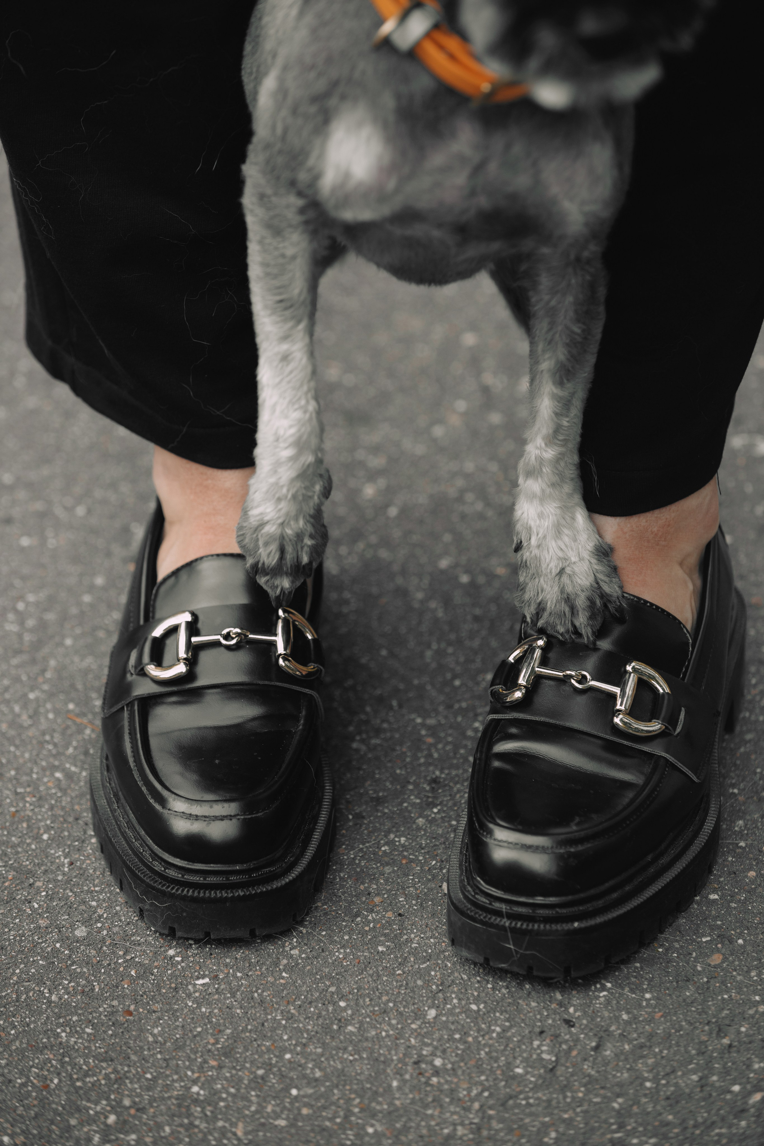 Оля и компания. Фотограф анималист Кристина Карпова, Москва