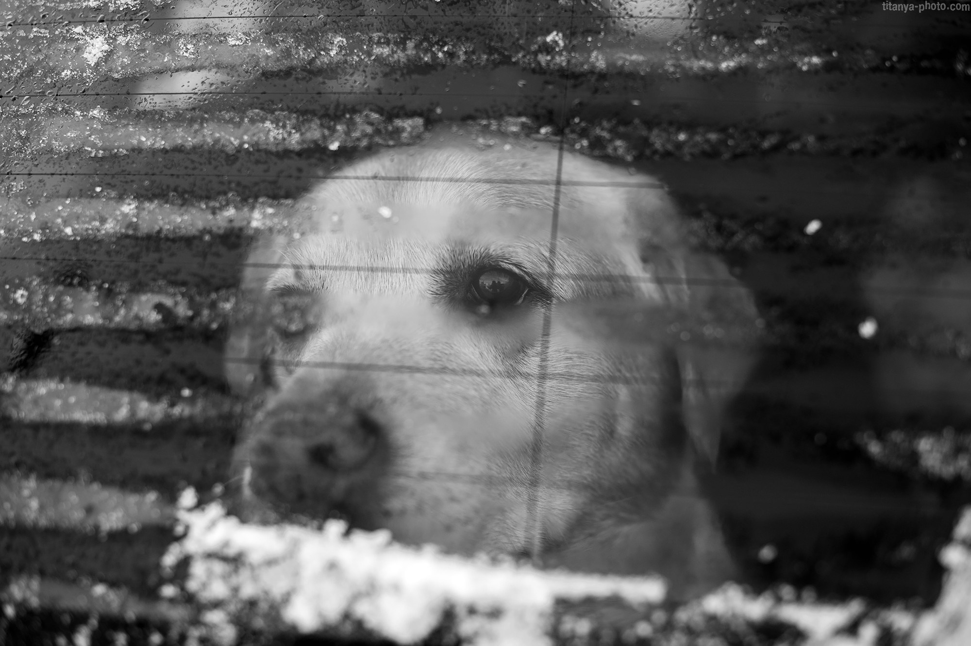 Фотография собак, фотограф-анималист Москва. Фотограф собак, фотограф-анималист Аня Титова (Titanya). Москва