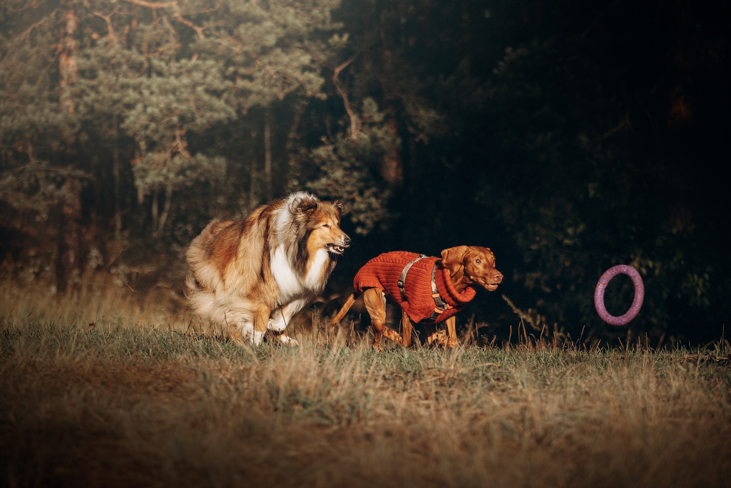 Трисс, Эста, Яся и их семья. Фотограф — Анималист | Санкт-Петербург