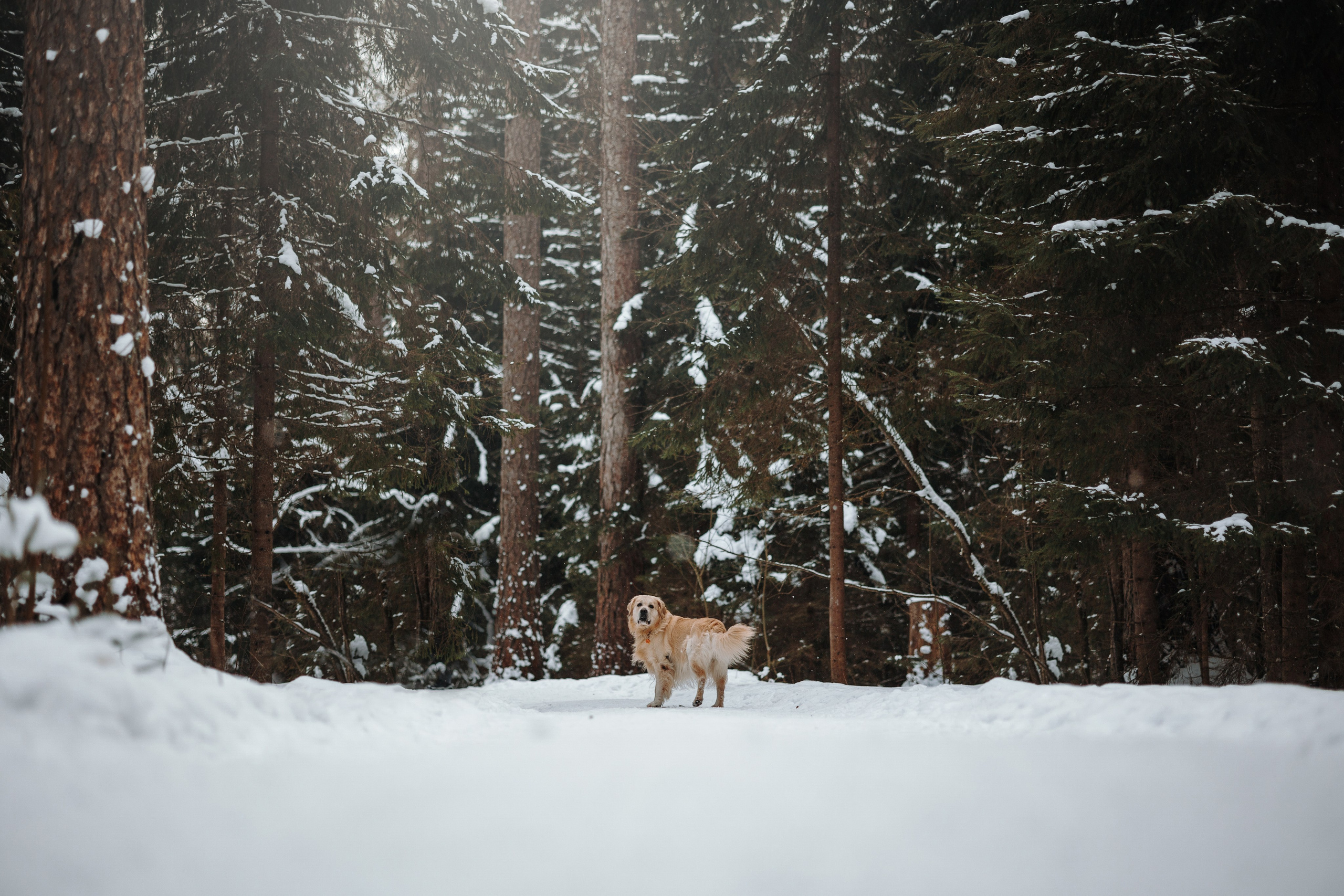 Вика и Лёва. Фотограф — Анималист | Санкт-Петербург