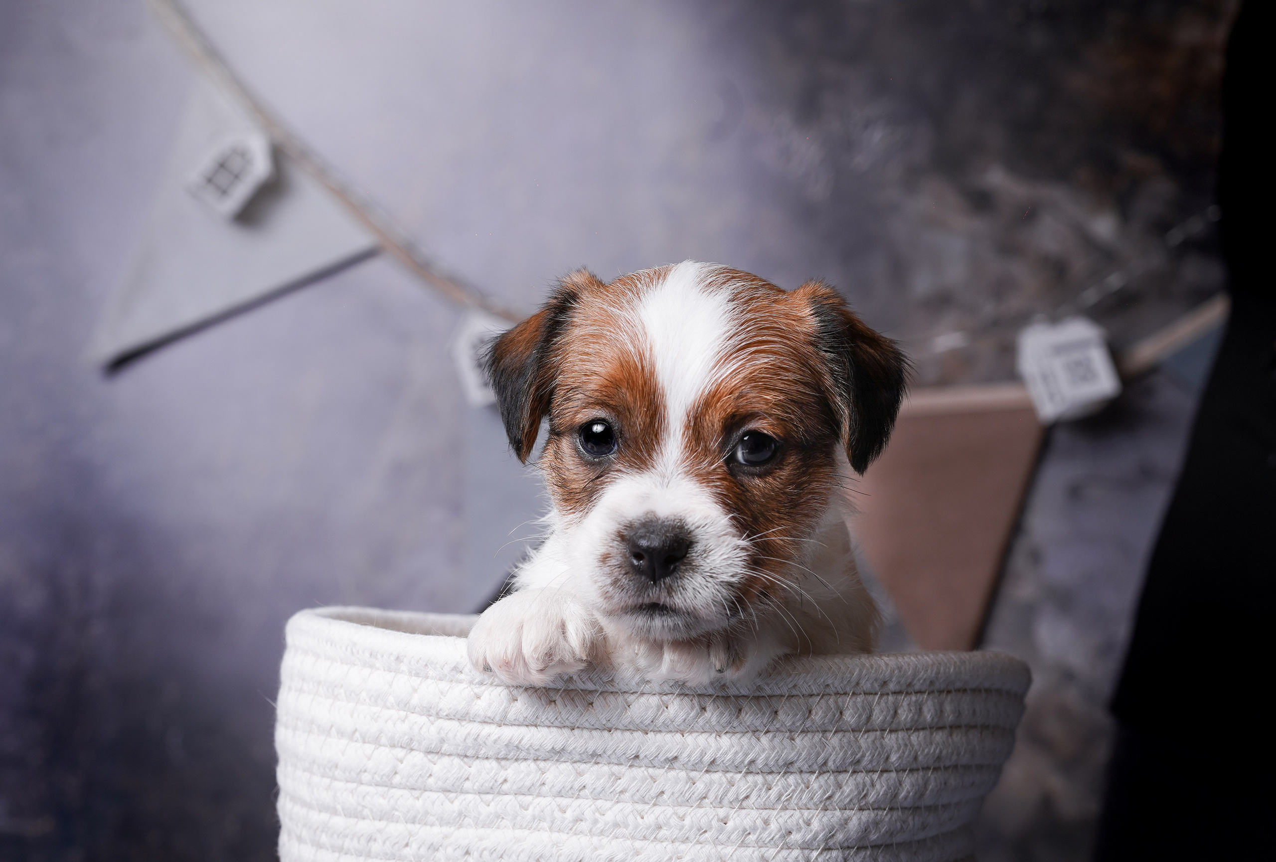 Щенули джек-рассела. Фотограф-анималист в Санкт-Петербурге Яна Мартынова
