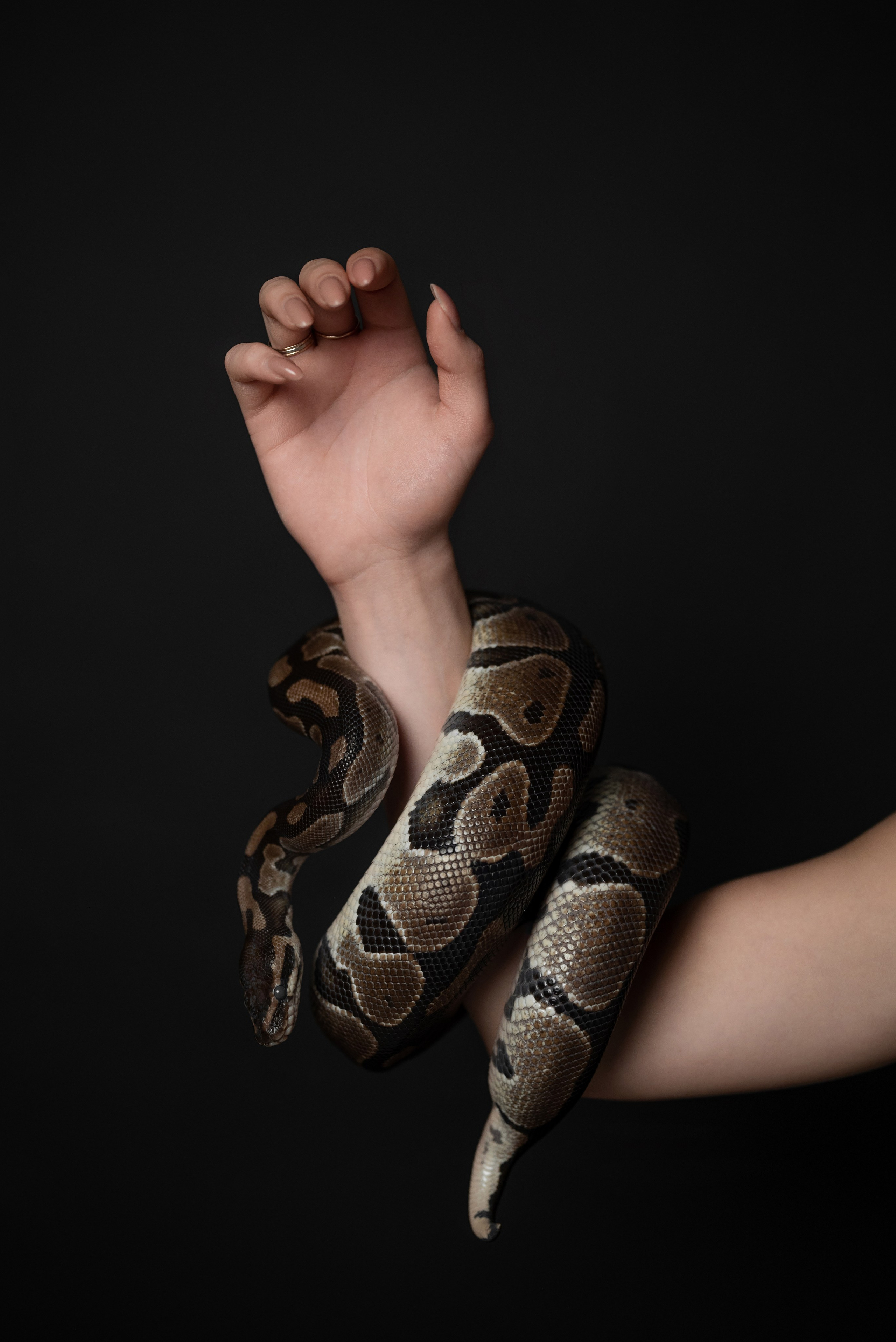 Фотопроект с питоном. Фотограф в городе Салават