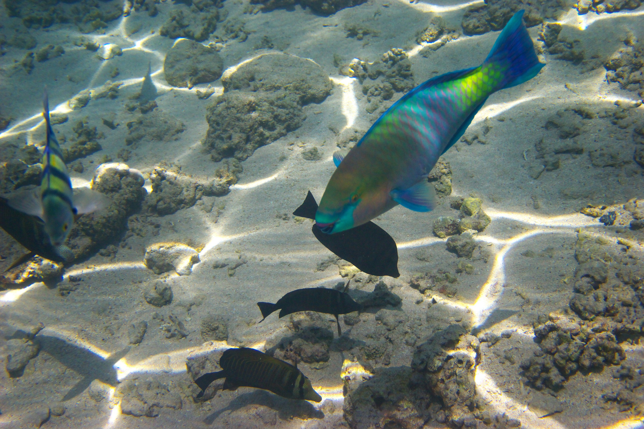 Под водой. Миша Печёнкин | фотография