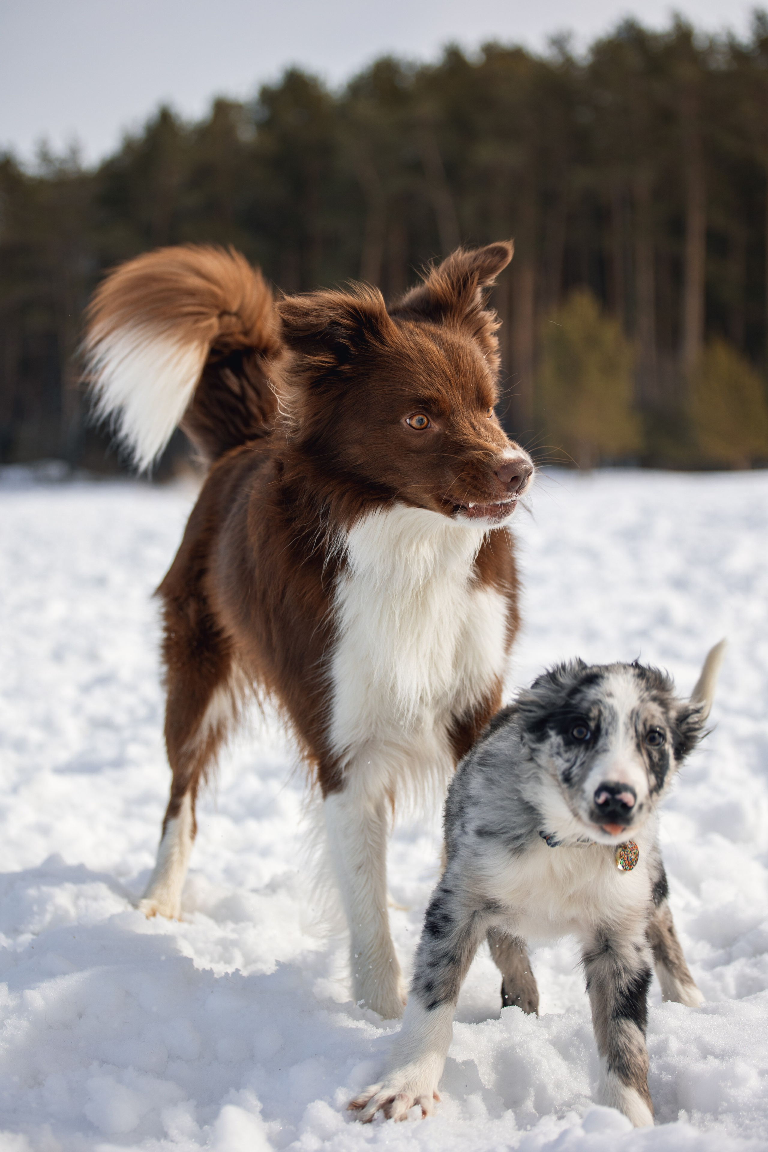 В погоне за снежком…. YULA KOLESOVA | Фотограф — Анималист | Художник | Тюмень
