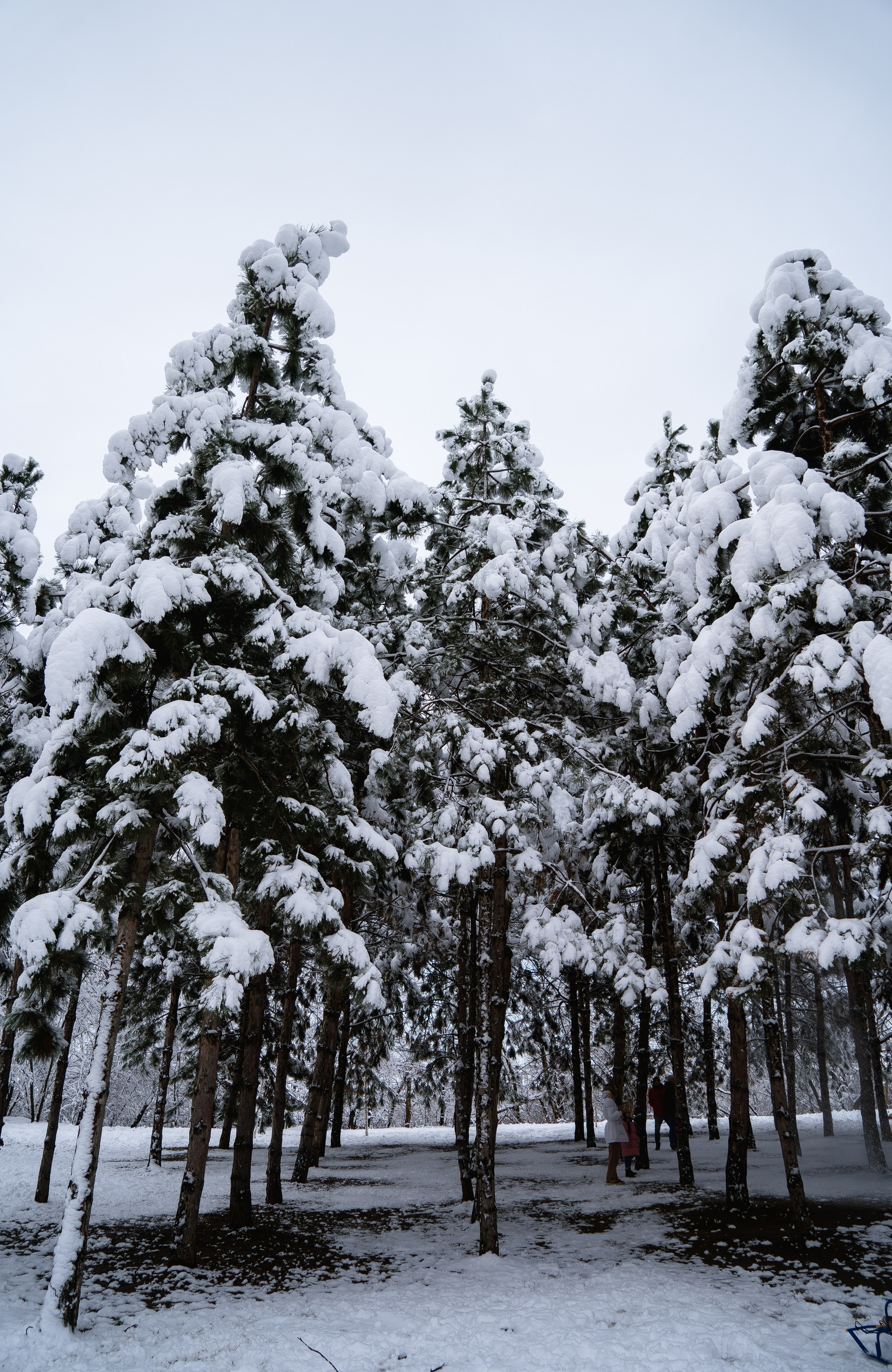 Зима 2024. Свадебный и семейный фотограф/видеограф в Краснодаре Наталья Осинская