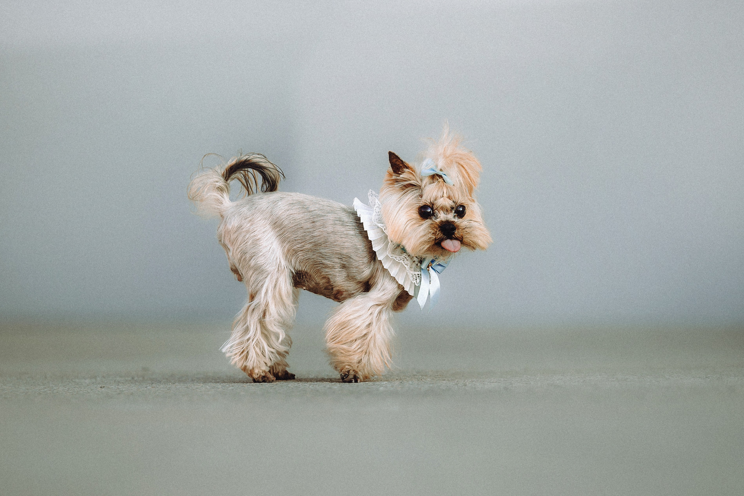 Дженни, Оливия и их семья