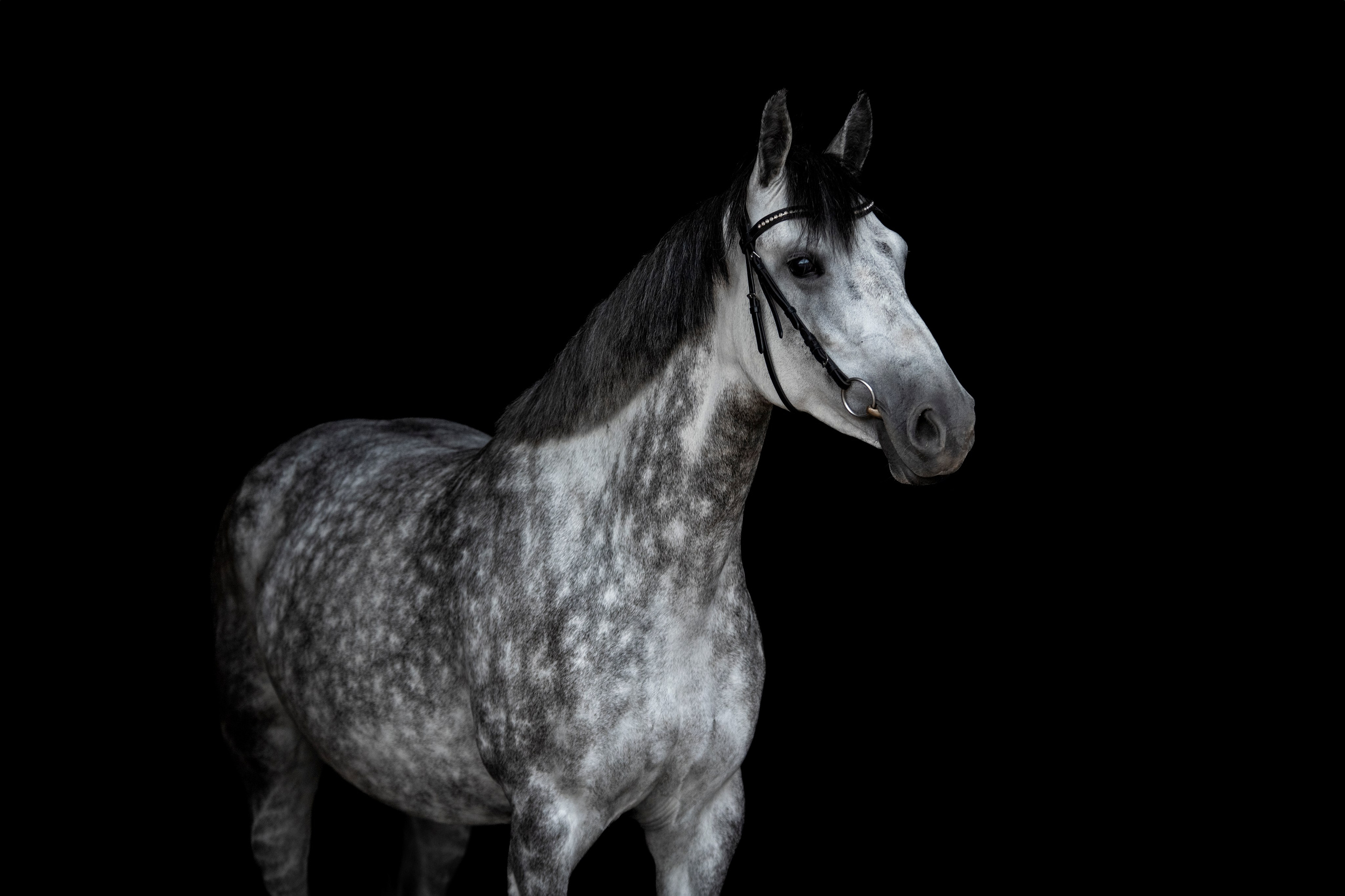 Лошади на свободе, съемка лошадей, экстерьерная съемка, фотосессия