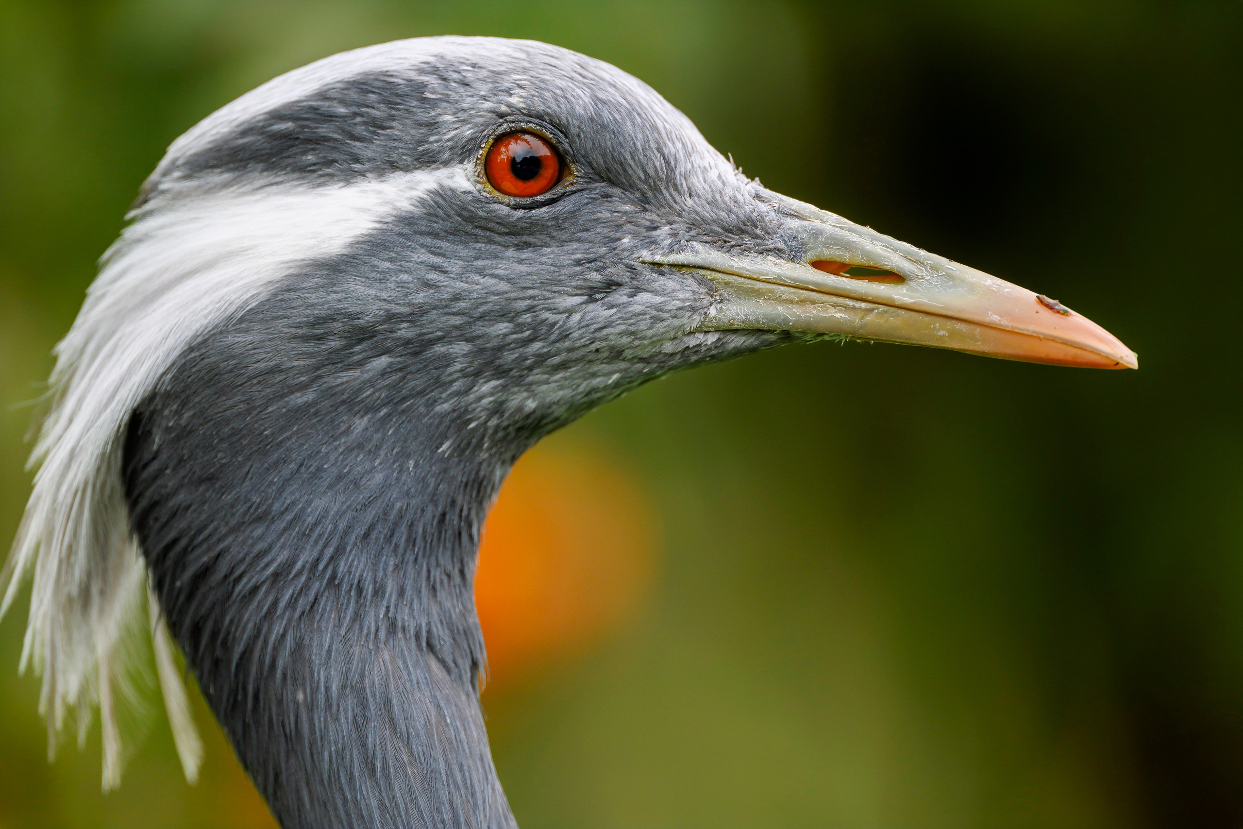 Журавль красавка. Фотограф Сергей Пупонин