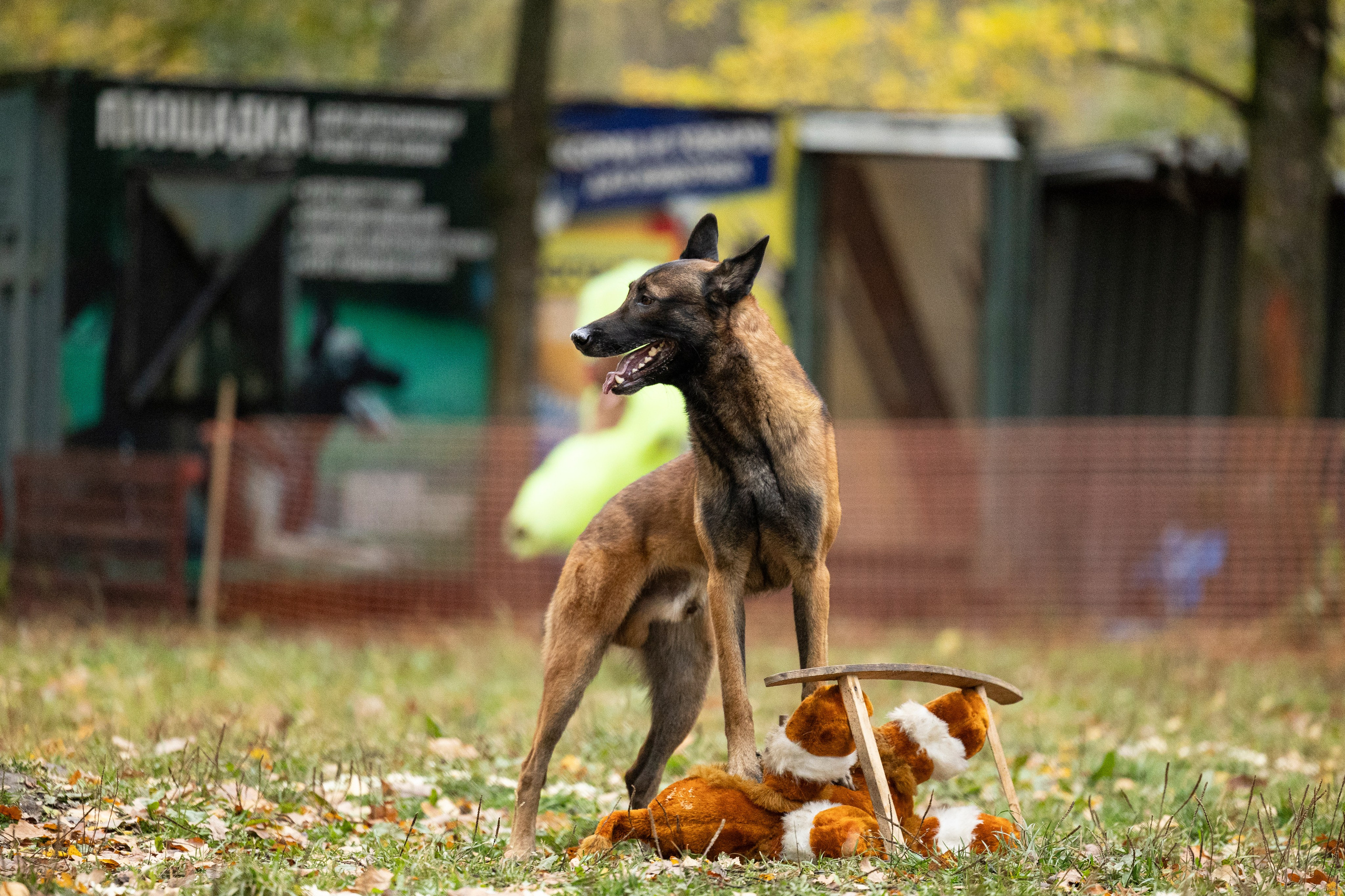 Соревнования по Мондьорингу г. Вологда. Фотограф-анималист Анна Маринич