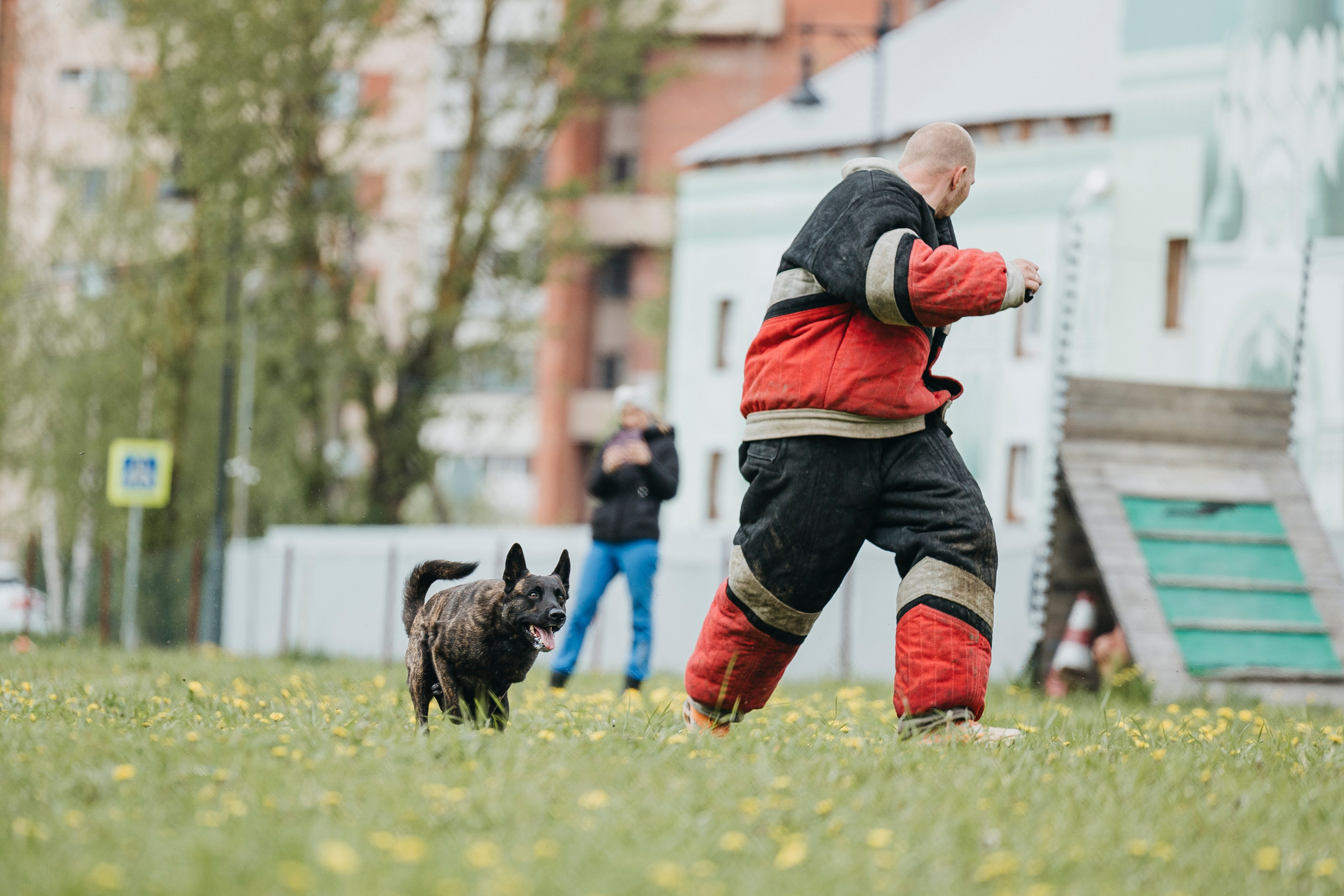 26.05.25 г. Пушкин квалификационные соревнования. Фотограф-анималист Анна Маринич