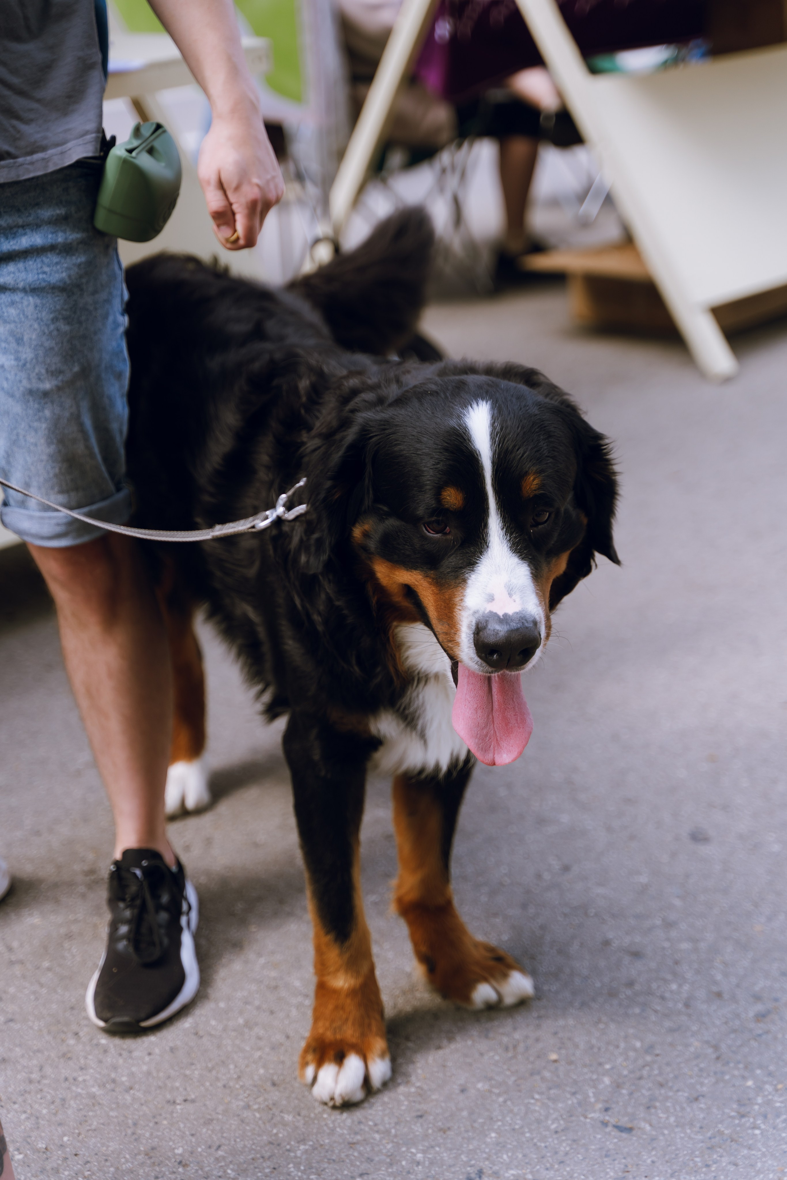 Площадка фестиваля «Мампус и его друзья» в Лесопарке 2025. Фотограф Надежда Погребняк | Рязань | Москва