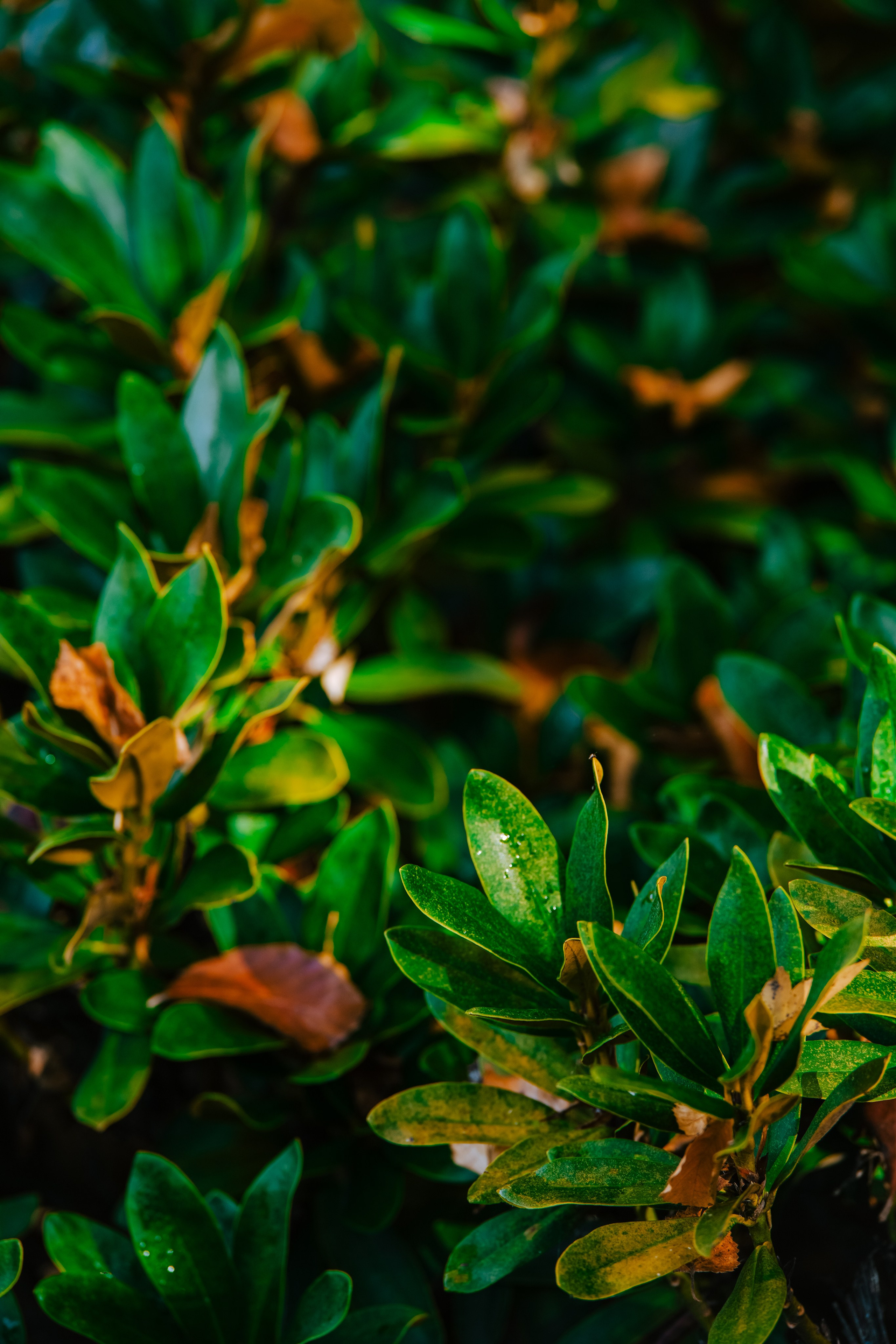 Роза Пик, тропа Турья ✽ Октябрь. Репортажный фотограф | Роза Хутор Красная Поляна Сочи Сириус