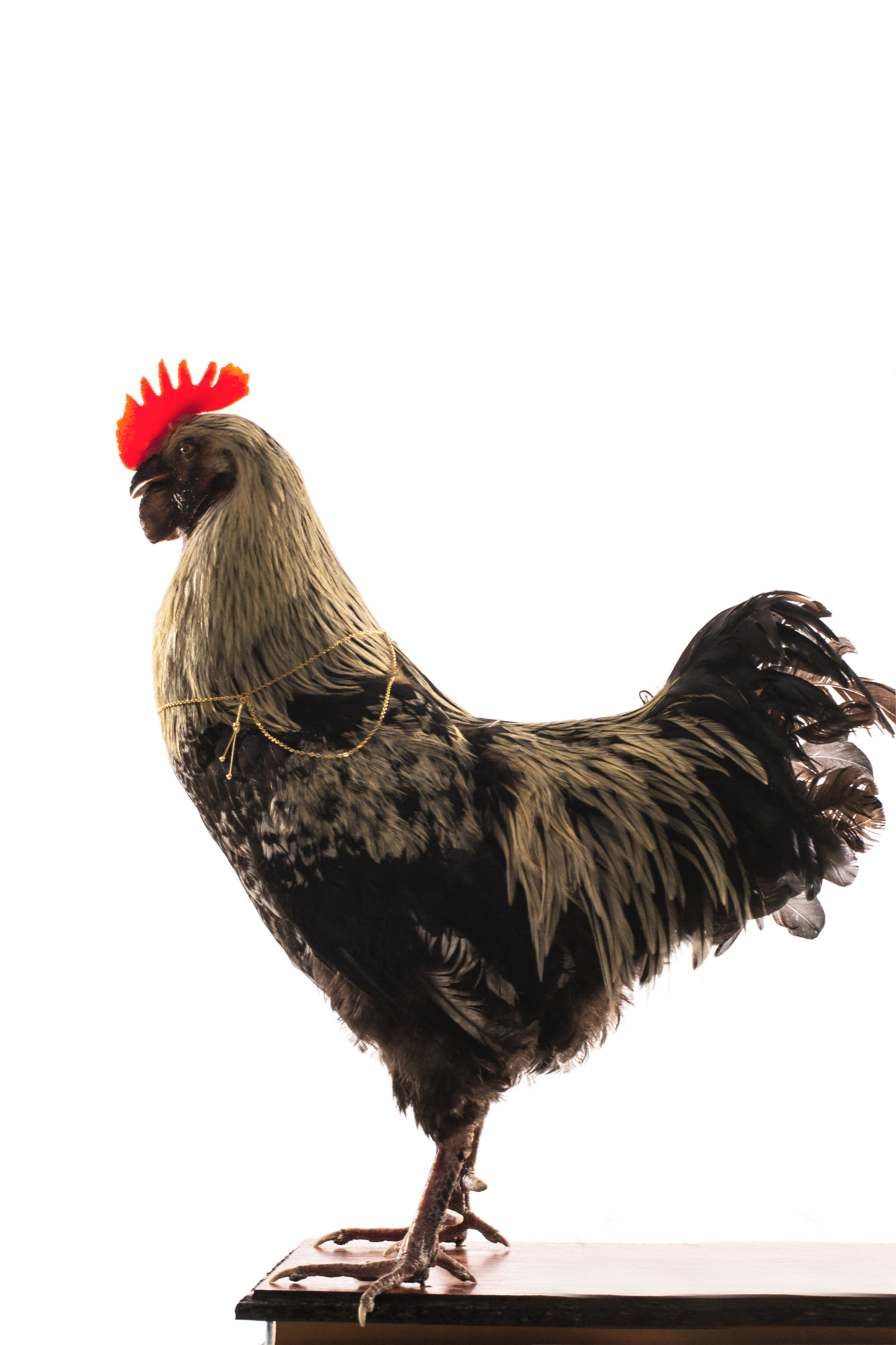 Бижутерия. Концептуальный фотограф Шлыкова Ольга