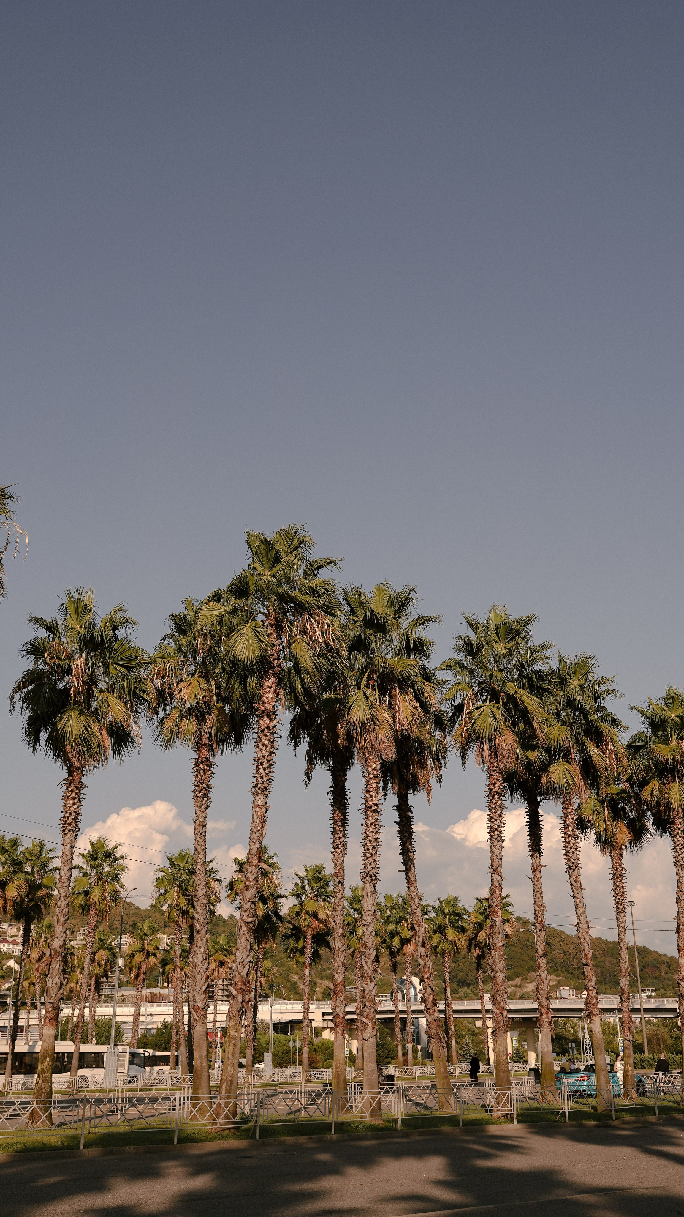 ЛОС-АДЛЕРЕС. Милана Довгаль - семейный фотограф и видеограф  в Адлере и Сочи