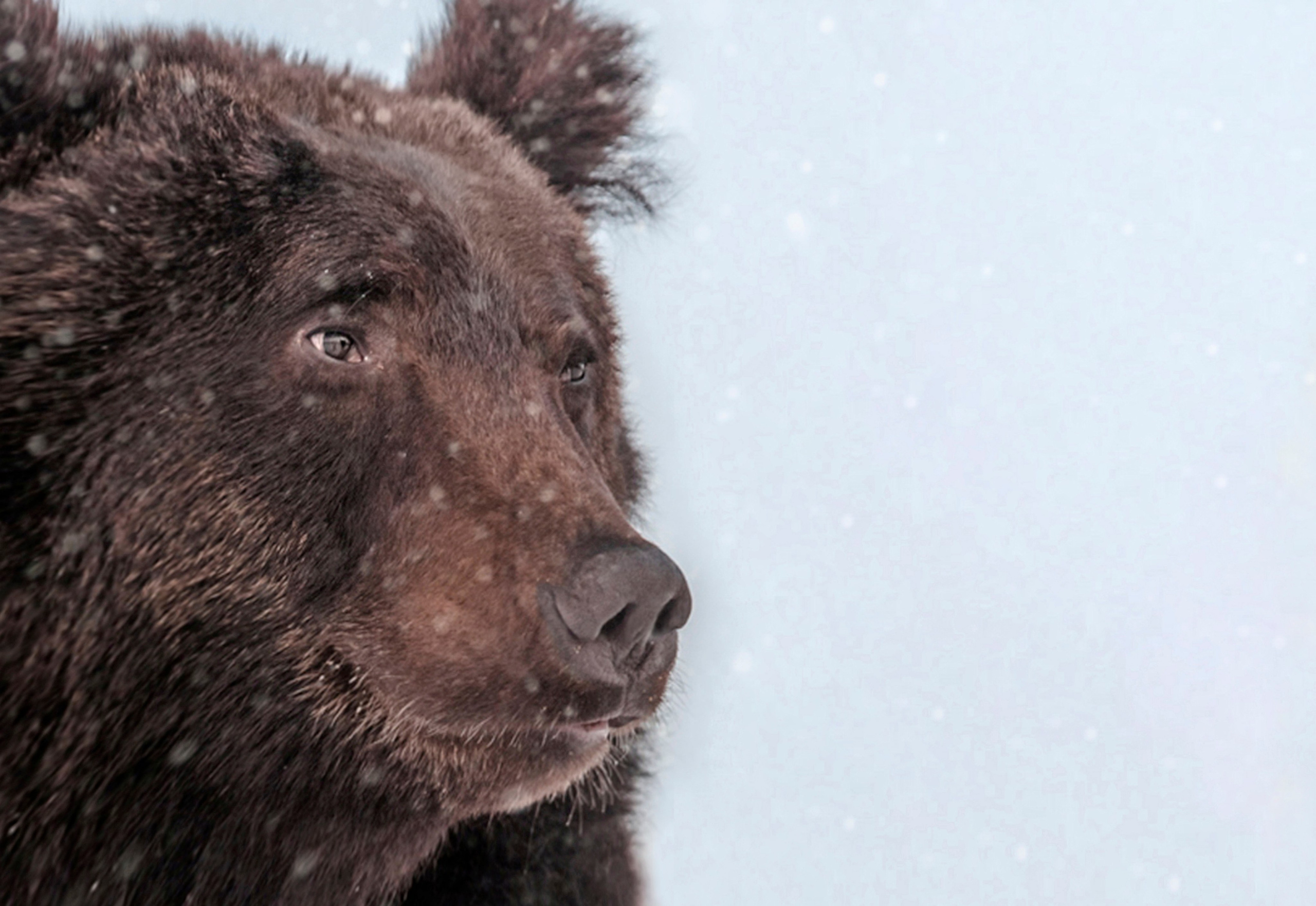 Animals and pets. Visual artist Olga Burmistrova