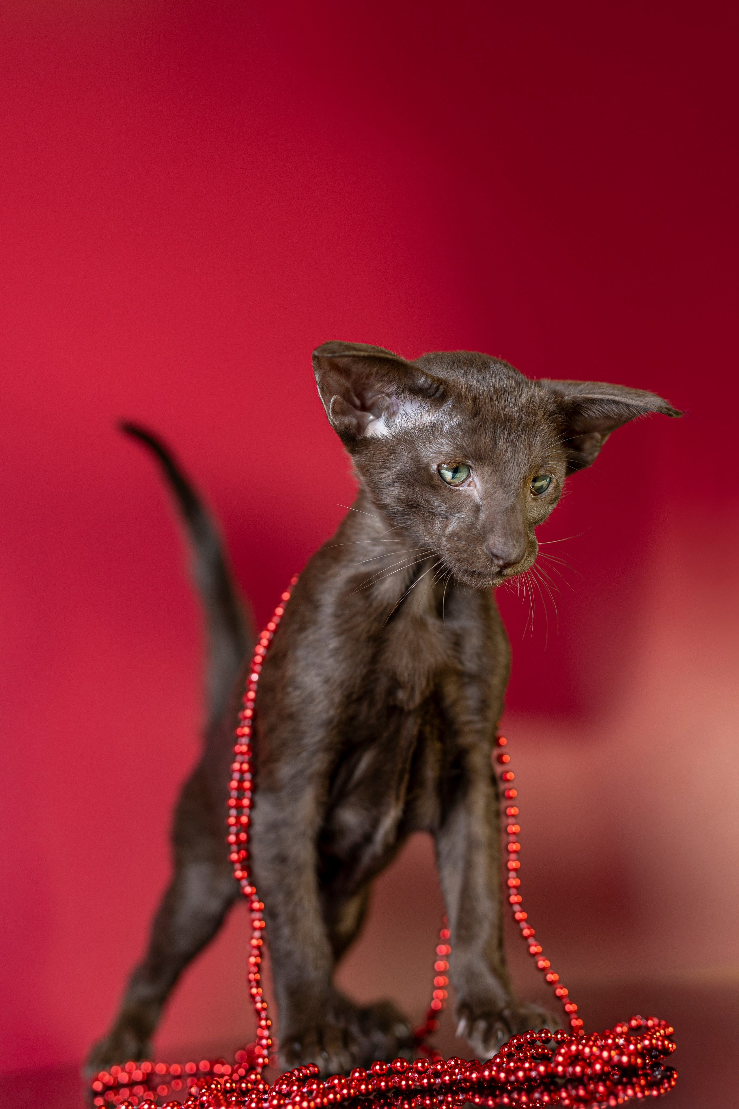Божественные Ориенталы. Фотограф анималист в Санкт-Петербурге Таша Крейв